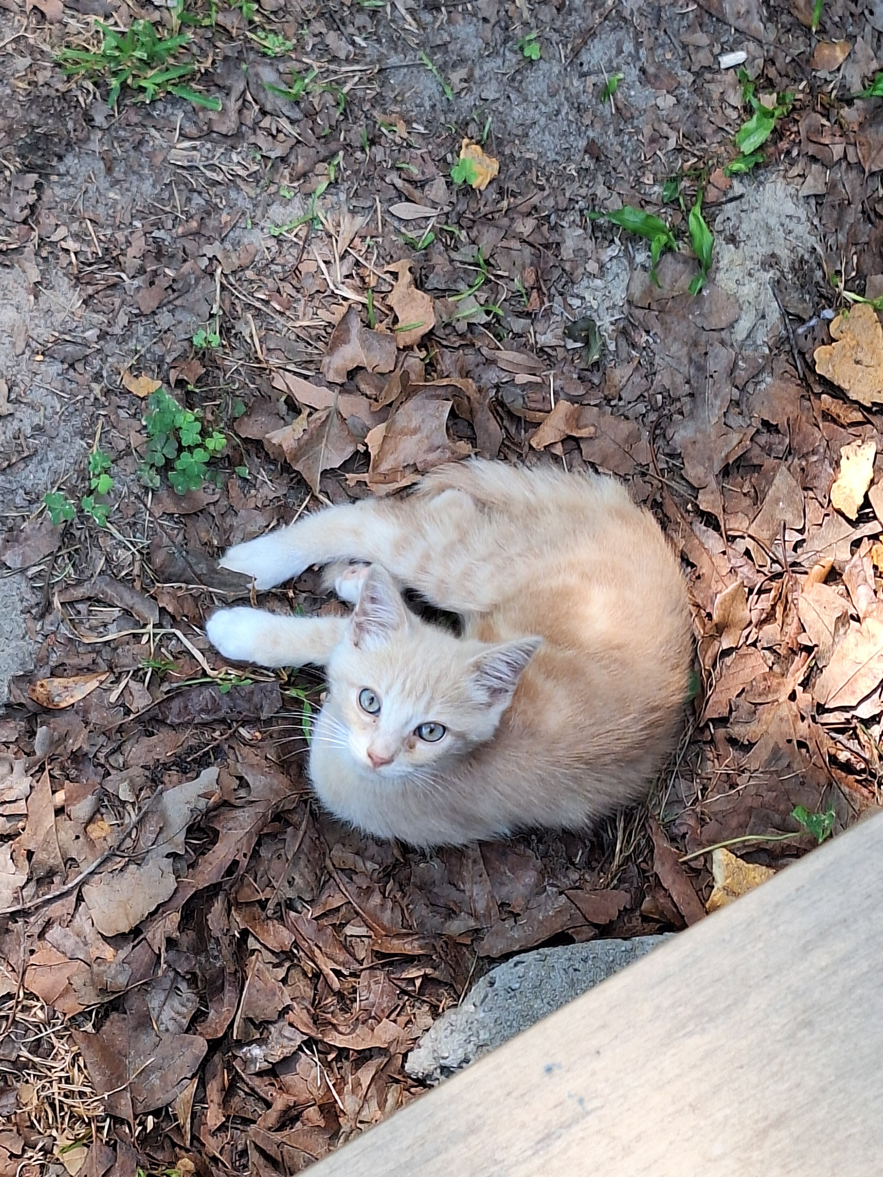 Free Kittens image 3