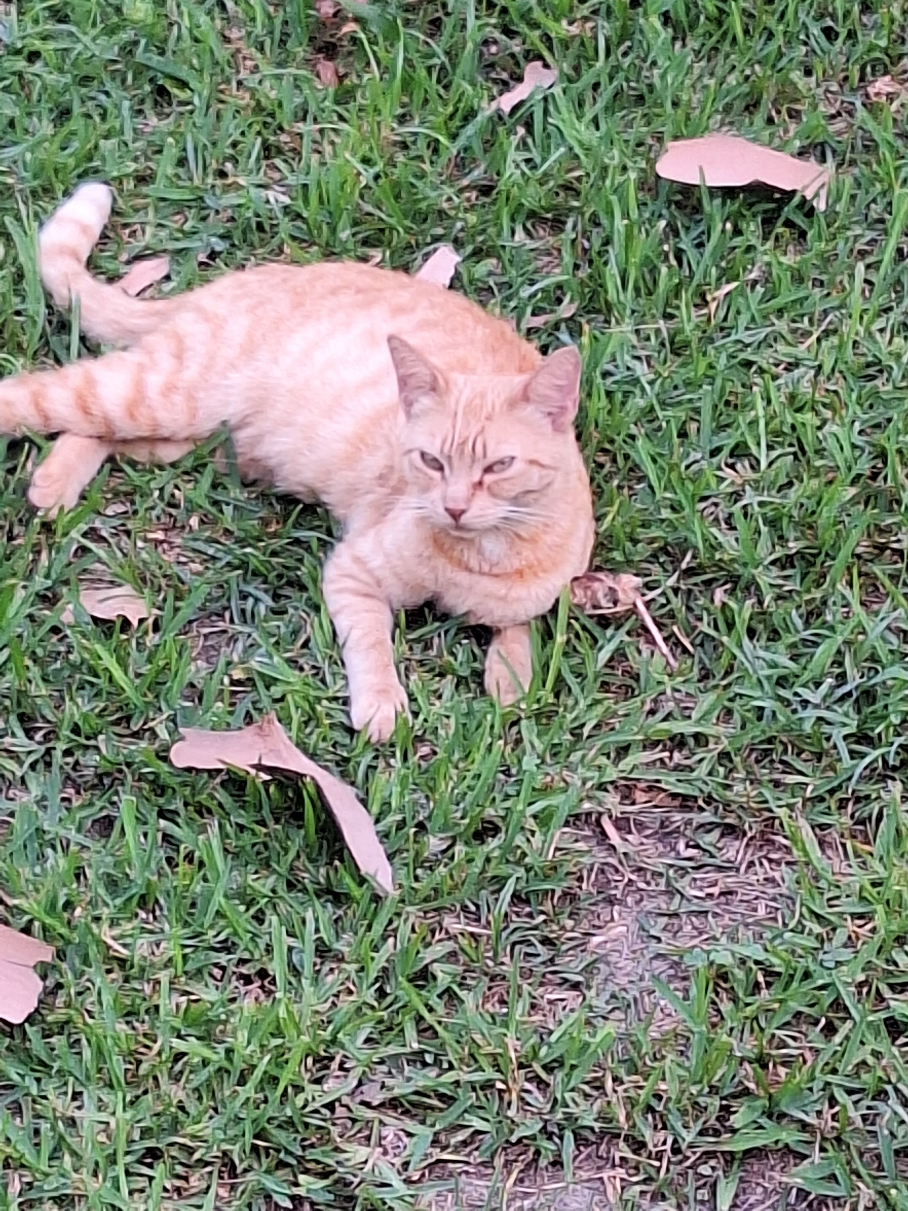 Free Kittens image 2
