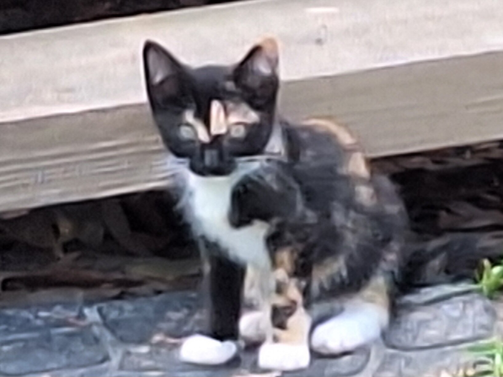 Free Kittens image 4