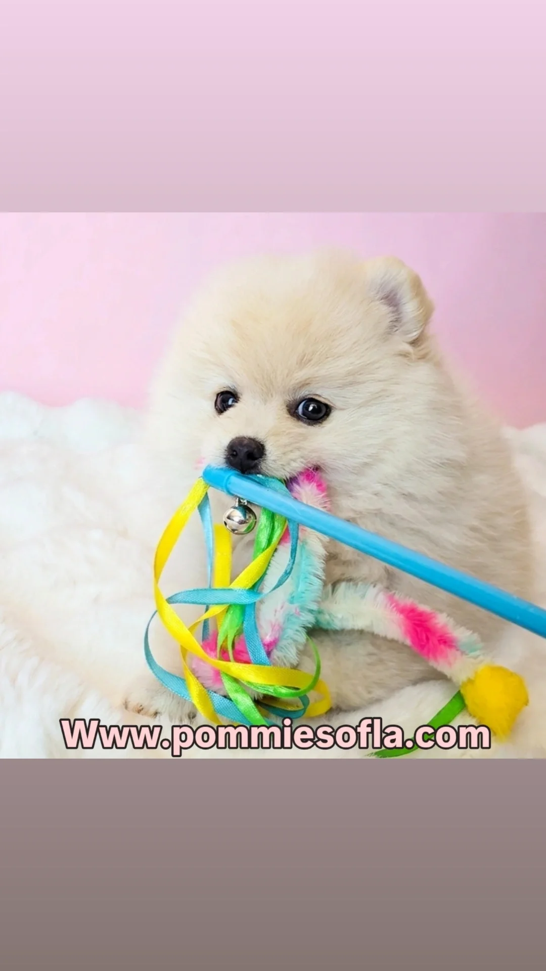 Pomeranian puppy image 6