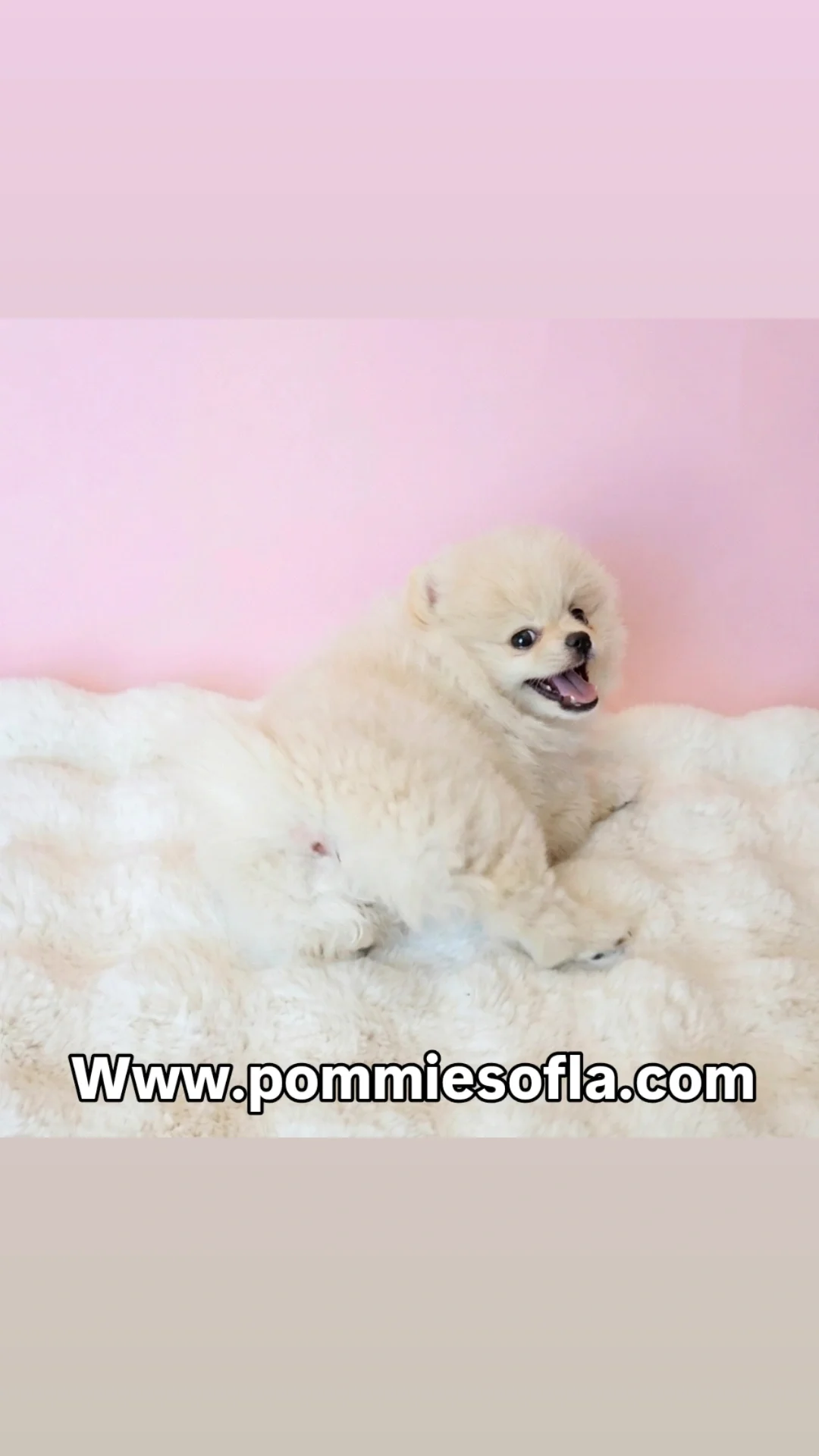 Pomeranian puppy image 5