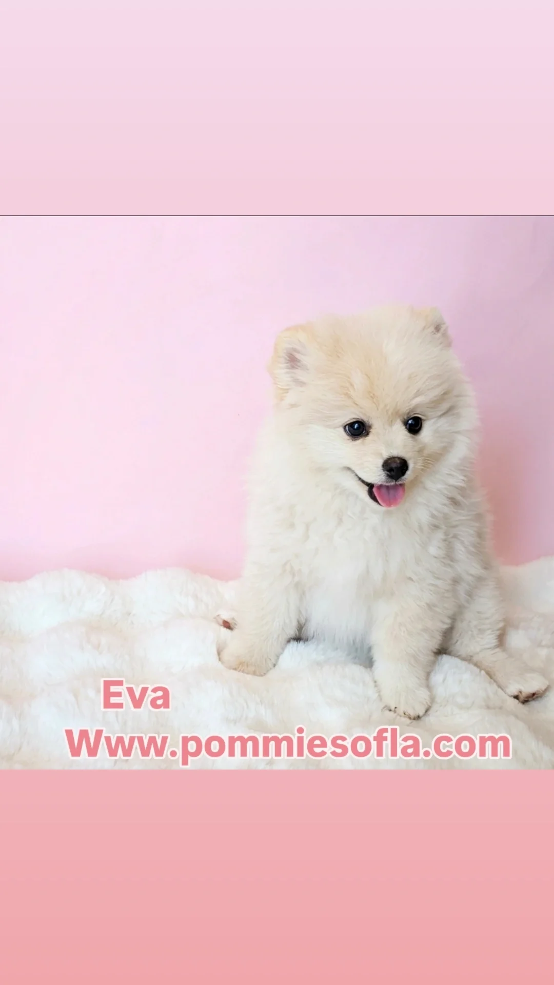 Pomeranian puppy image 4