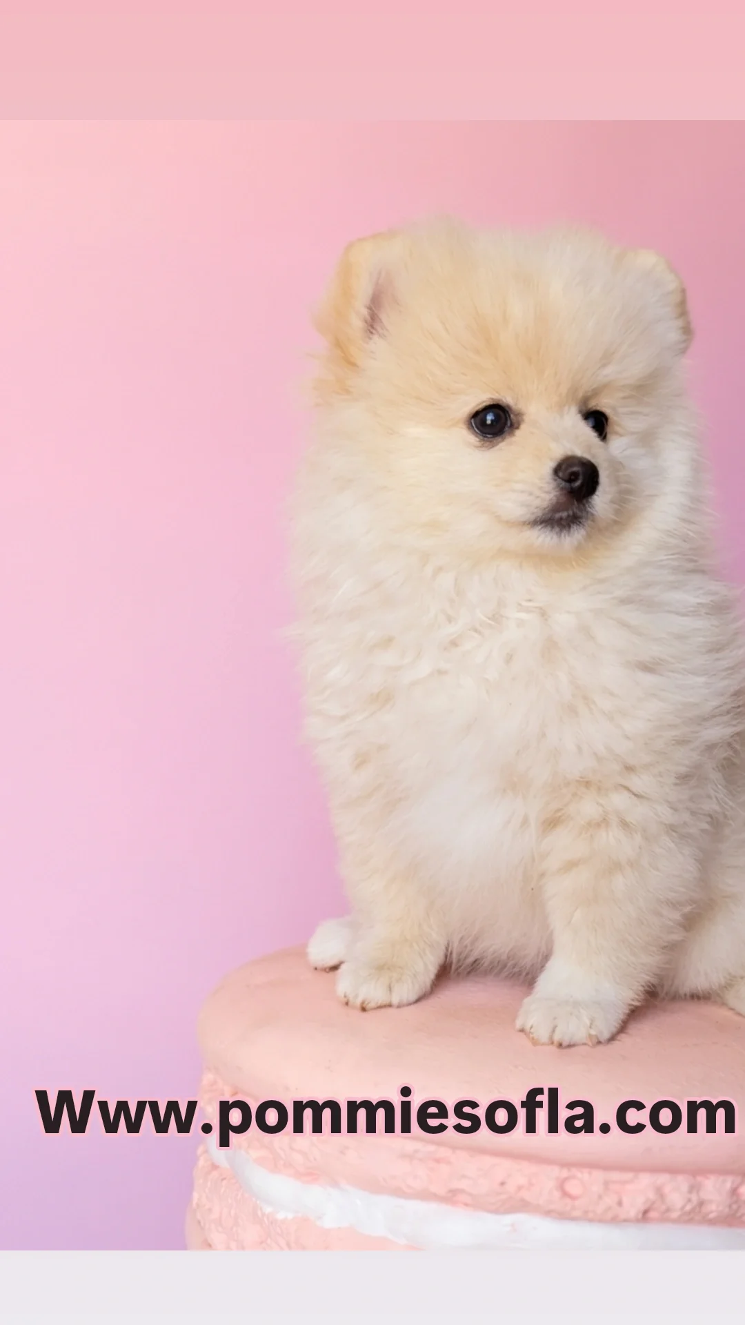 Pomeranian puppy image 3