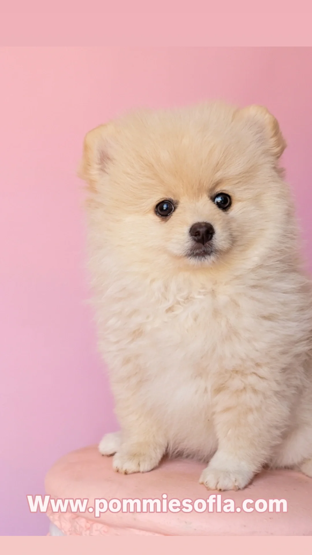 Pomeranian puppy image 2