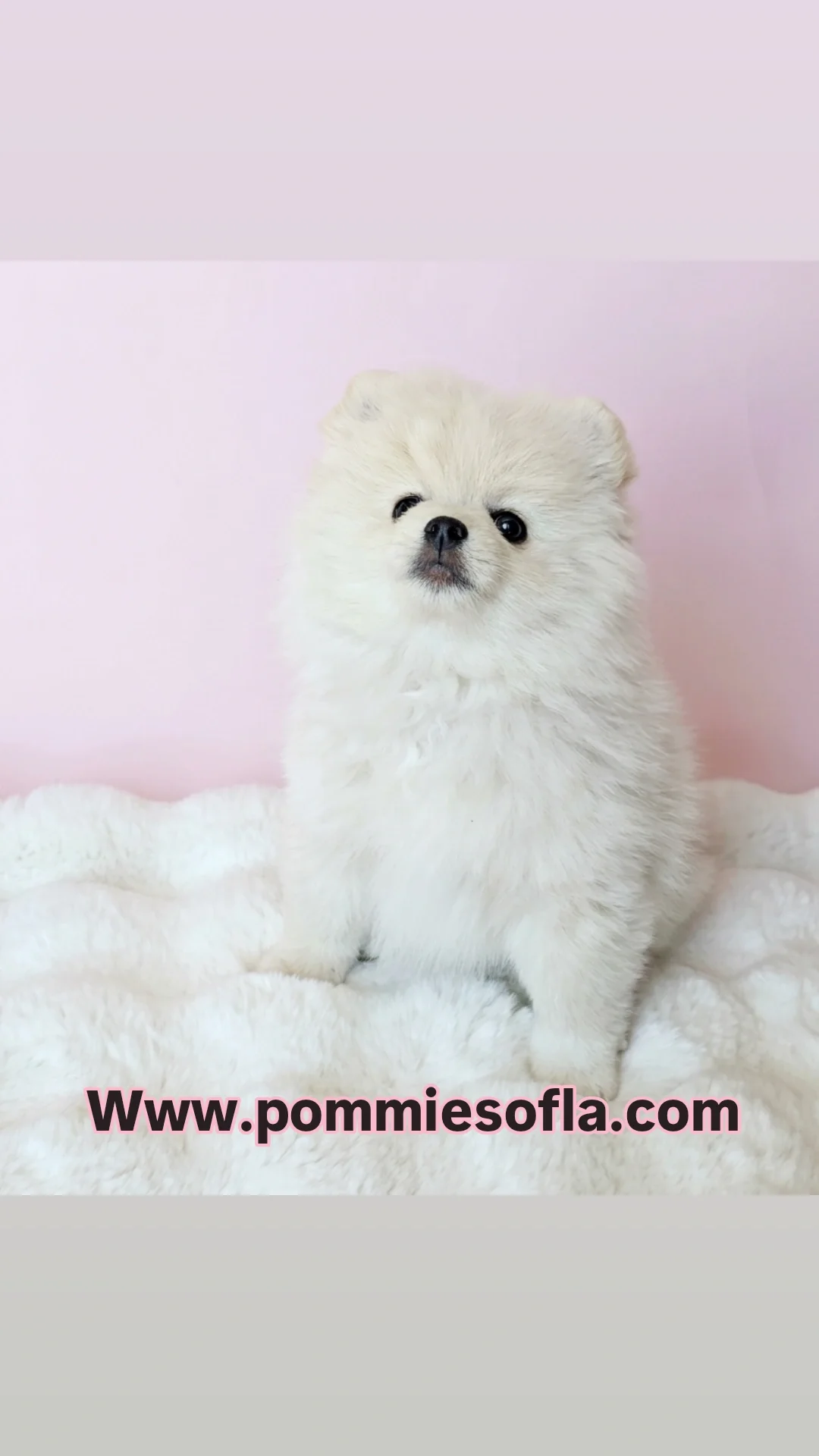 Pomeranian puppy image 1