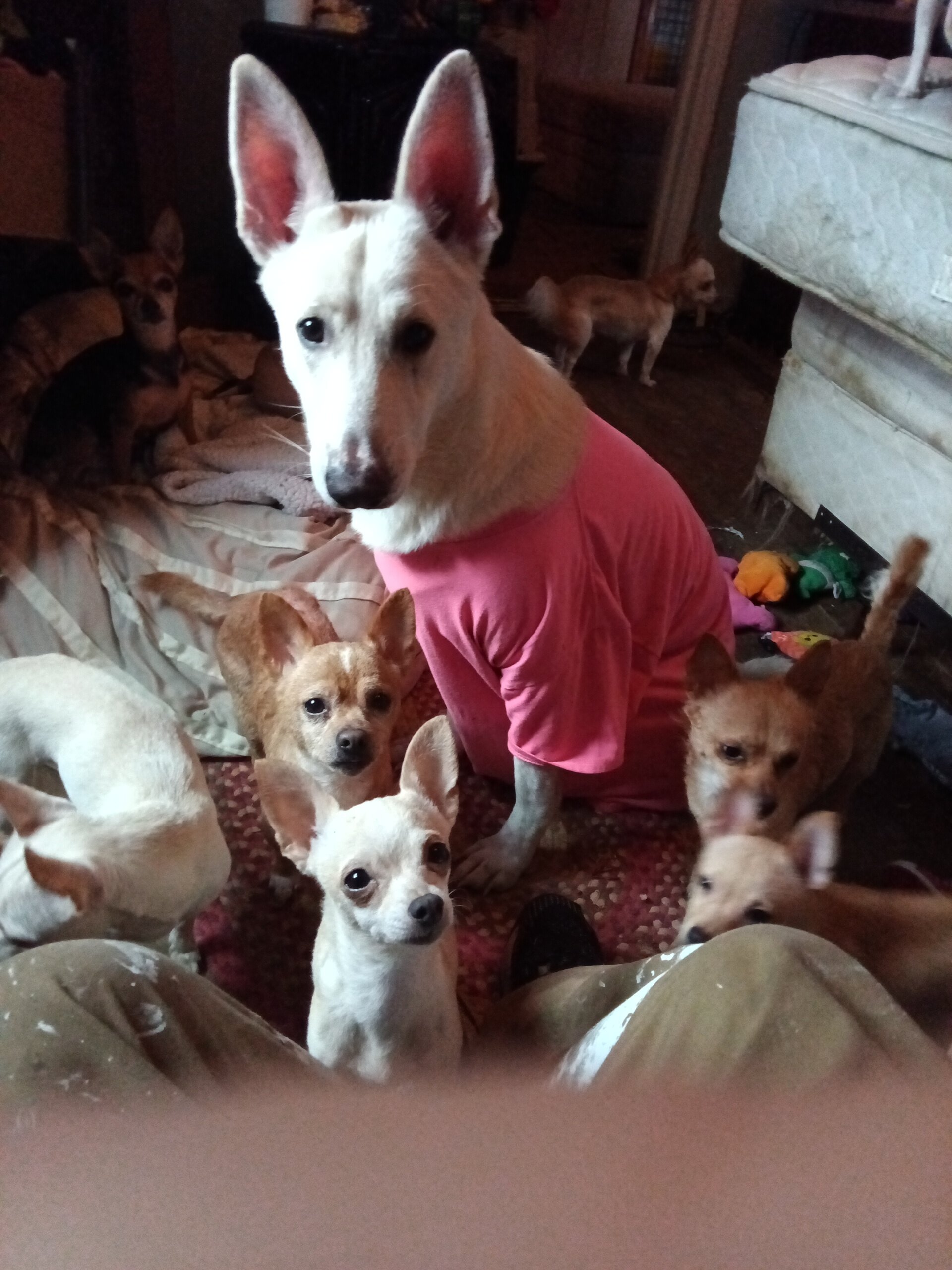 Puppies image 1
