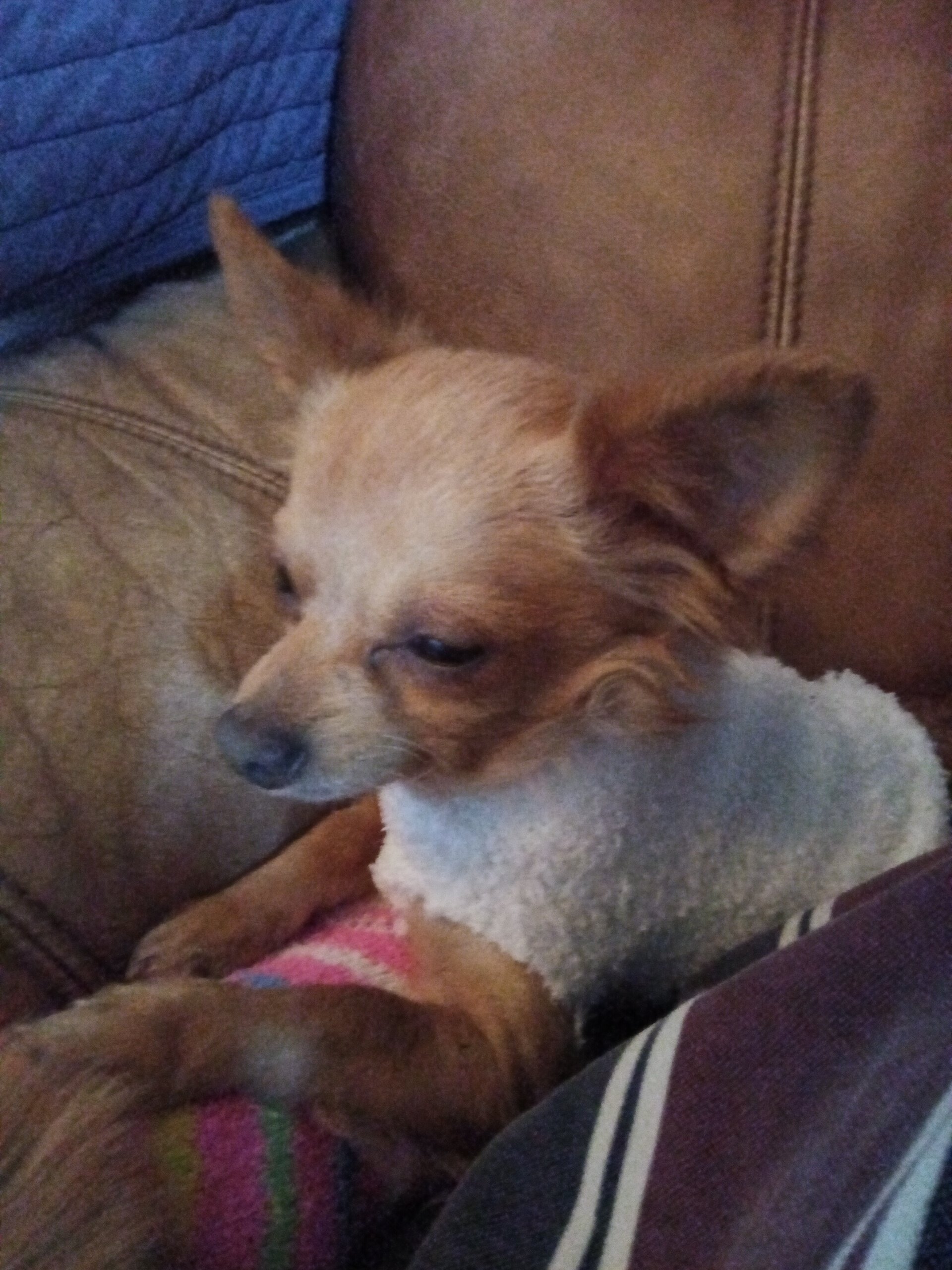 Puppies image 2
