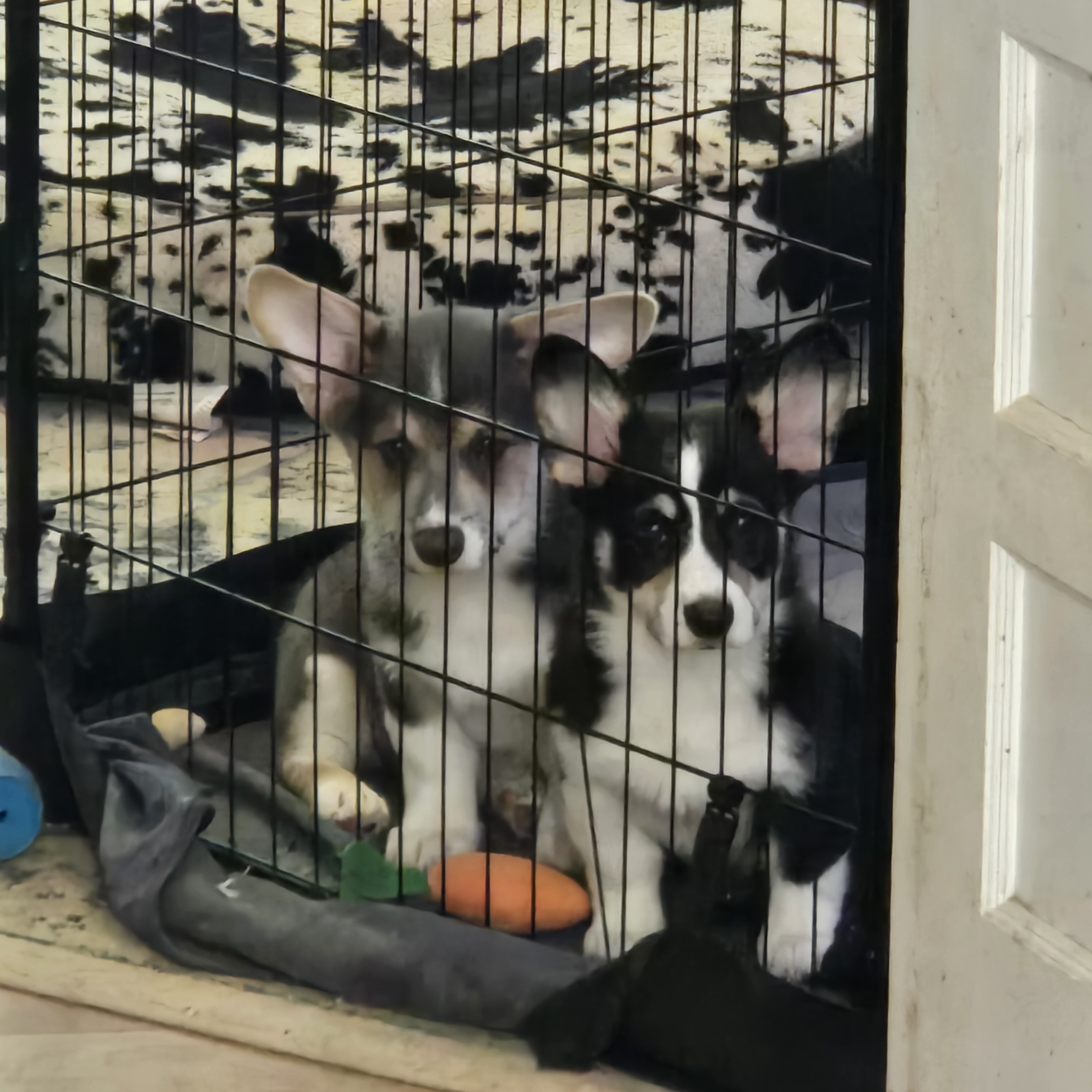 Male pembroke welsh corgi choice of 2 image 9