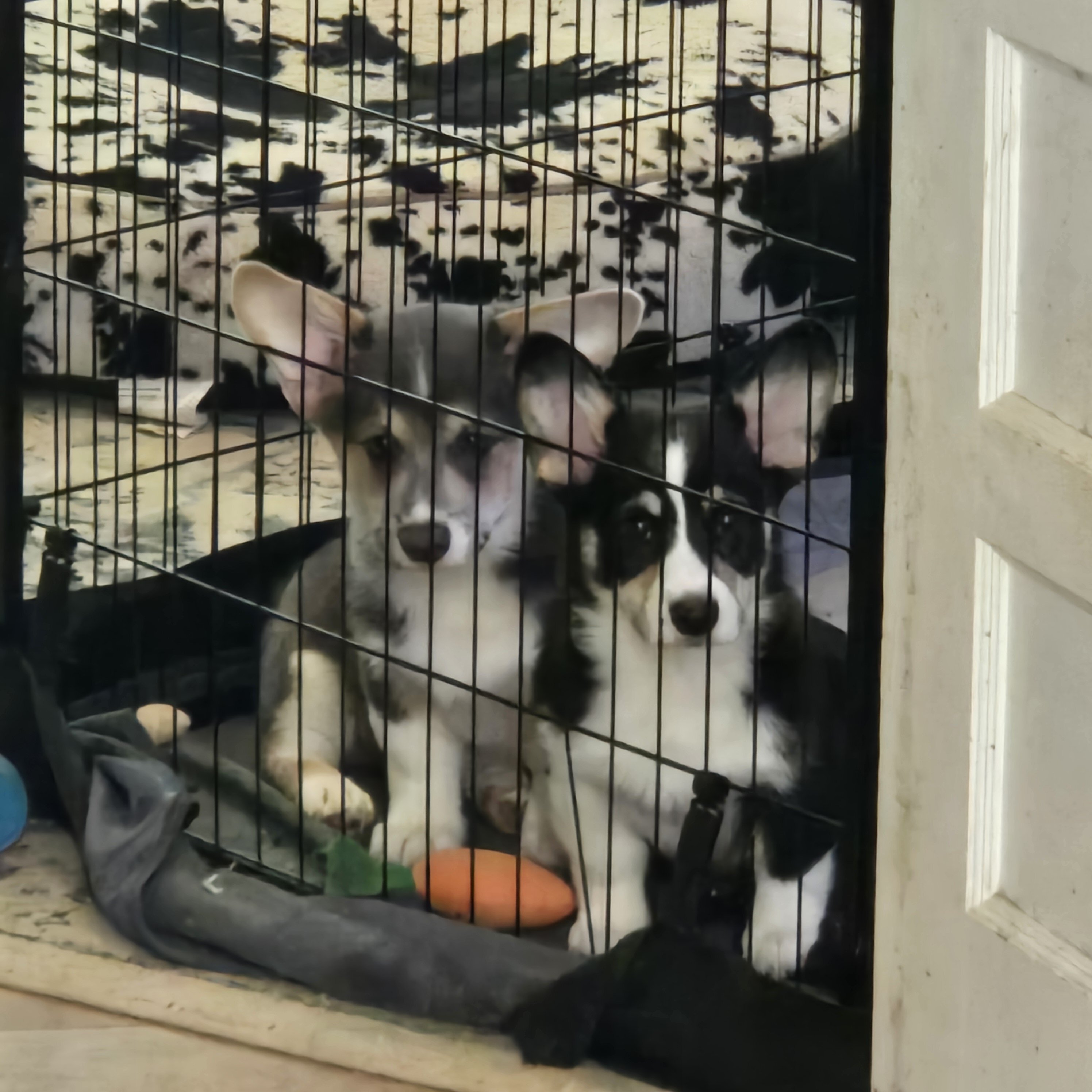 Male pembroke welsh corgi choice of 2 image 10