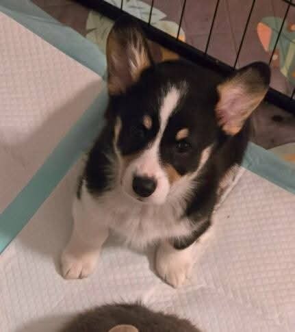 Male pembroke welsh corgi choice of 2 image 6