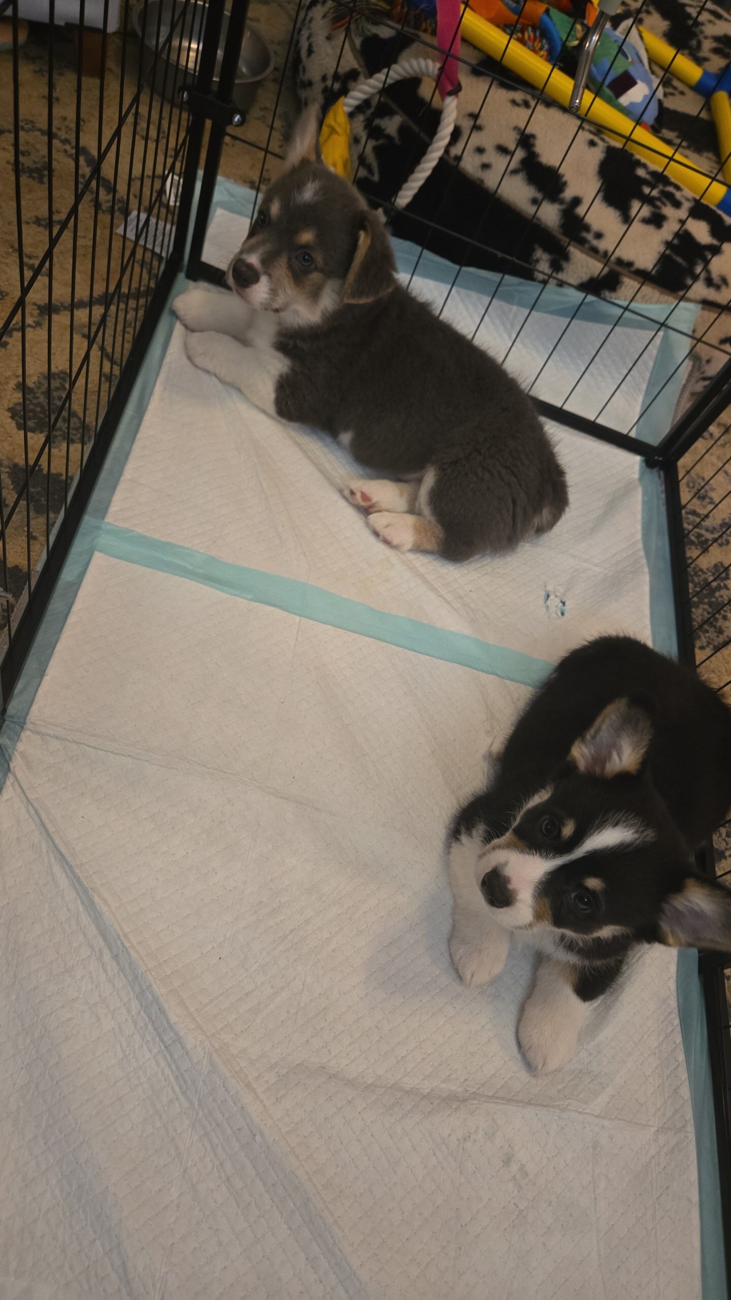 Male pembroke welsh corgi choice of 2 image 5