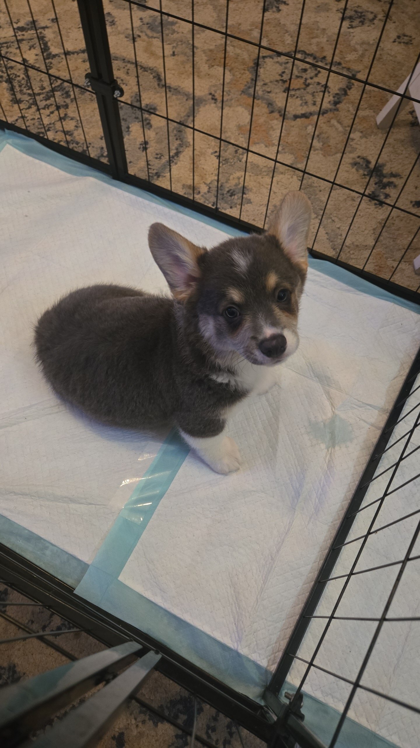 Male pembroke welsh corgi choice of 2 image 2