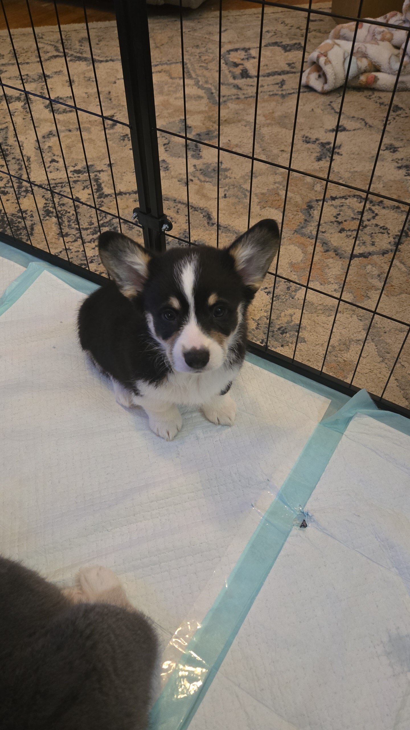 Male pembroke welsh corgi choice of 2 image 1