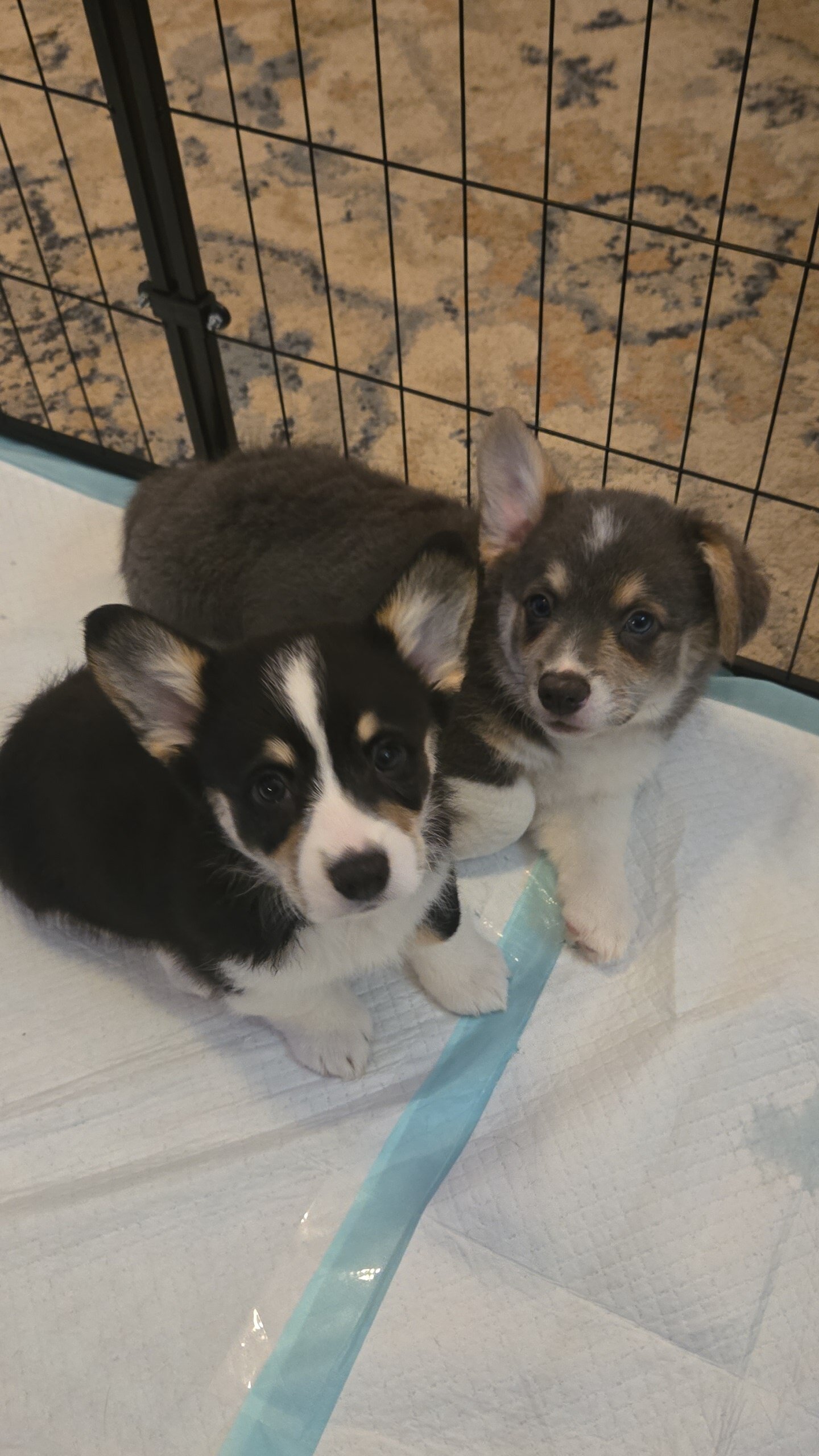 Male pembroke welsh corgi choice of 2 image 3