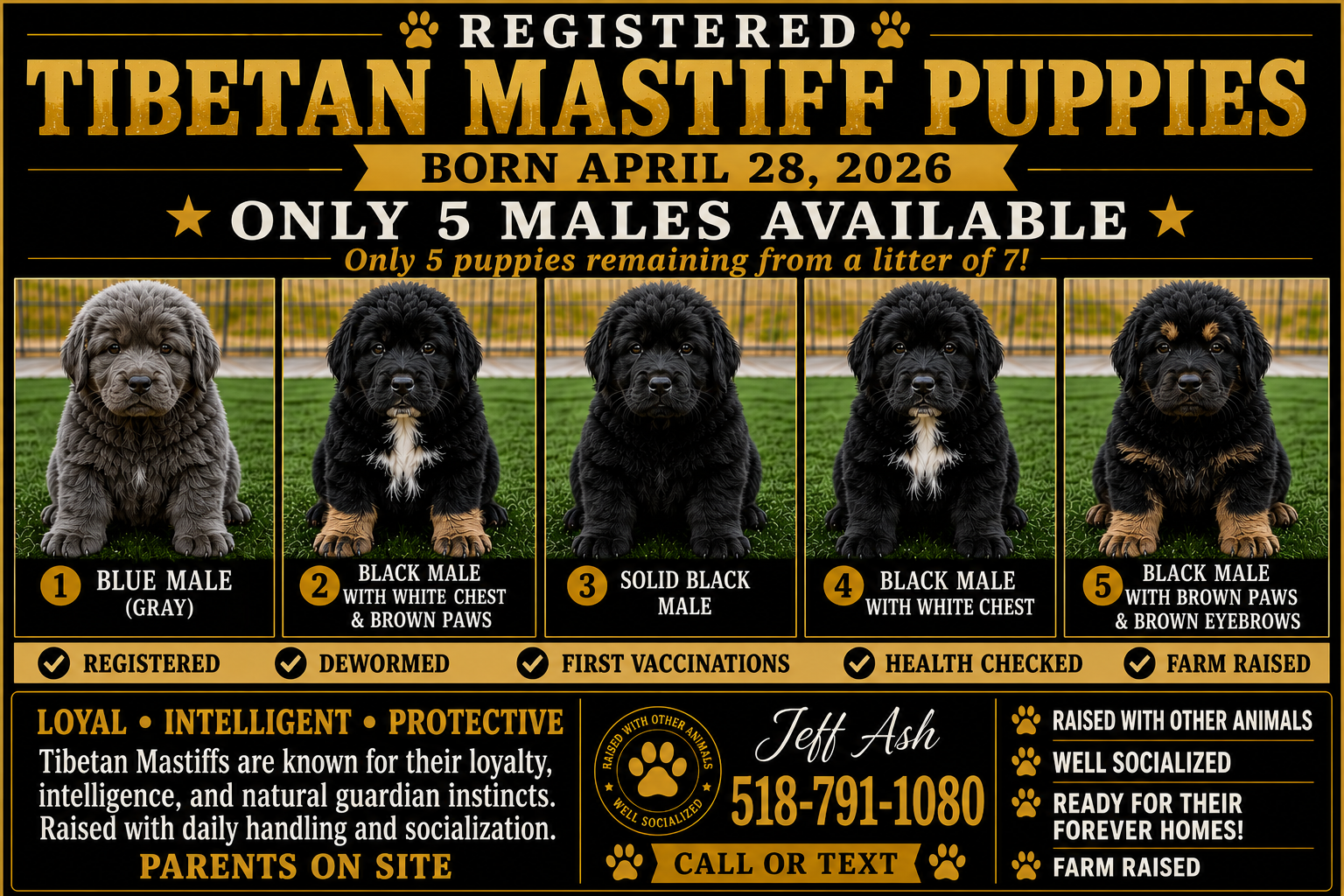 Tibetan Mastiff puppies image 8