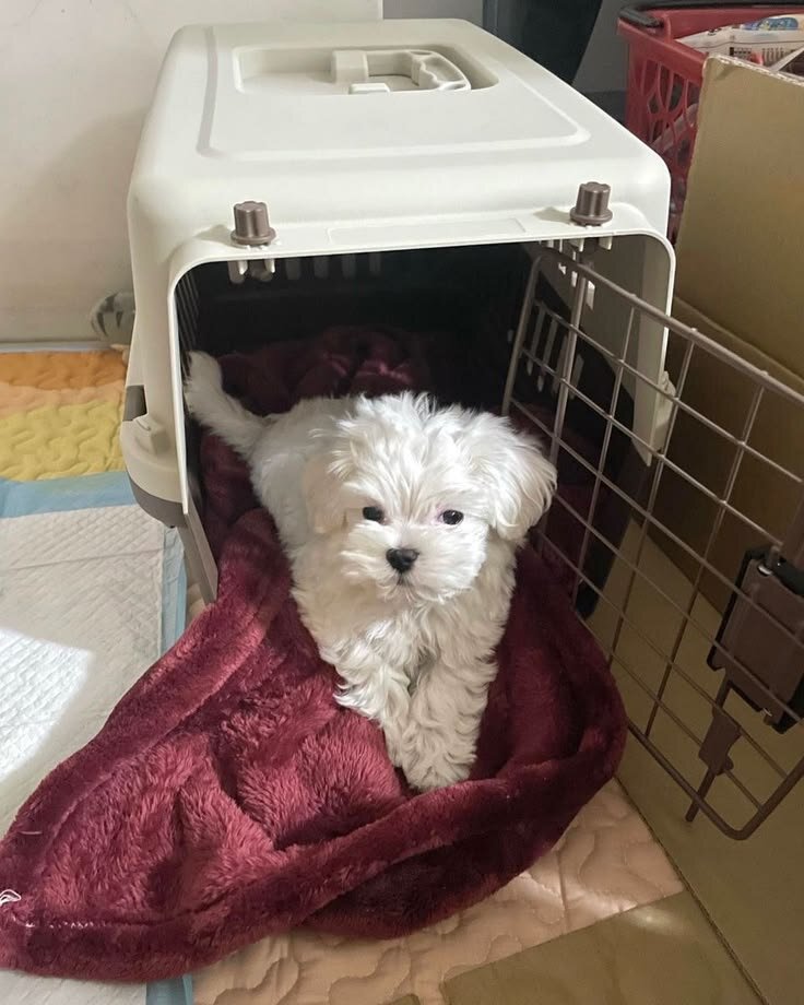 Puppies image 3