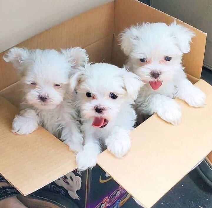 Puppies image 2
