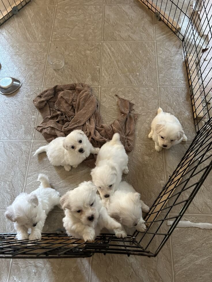 Puppies image 1