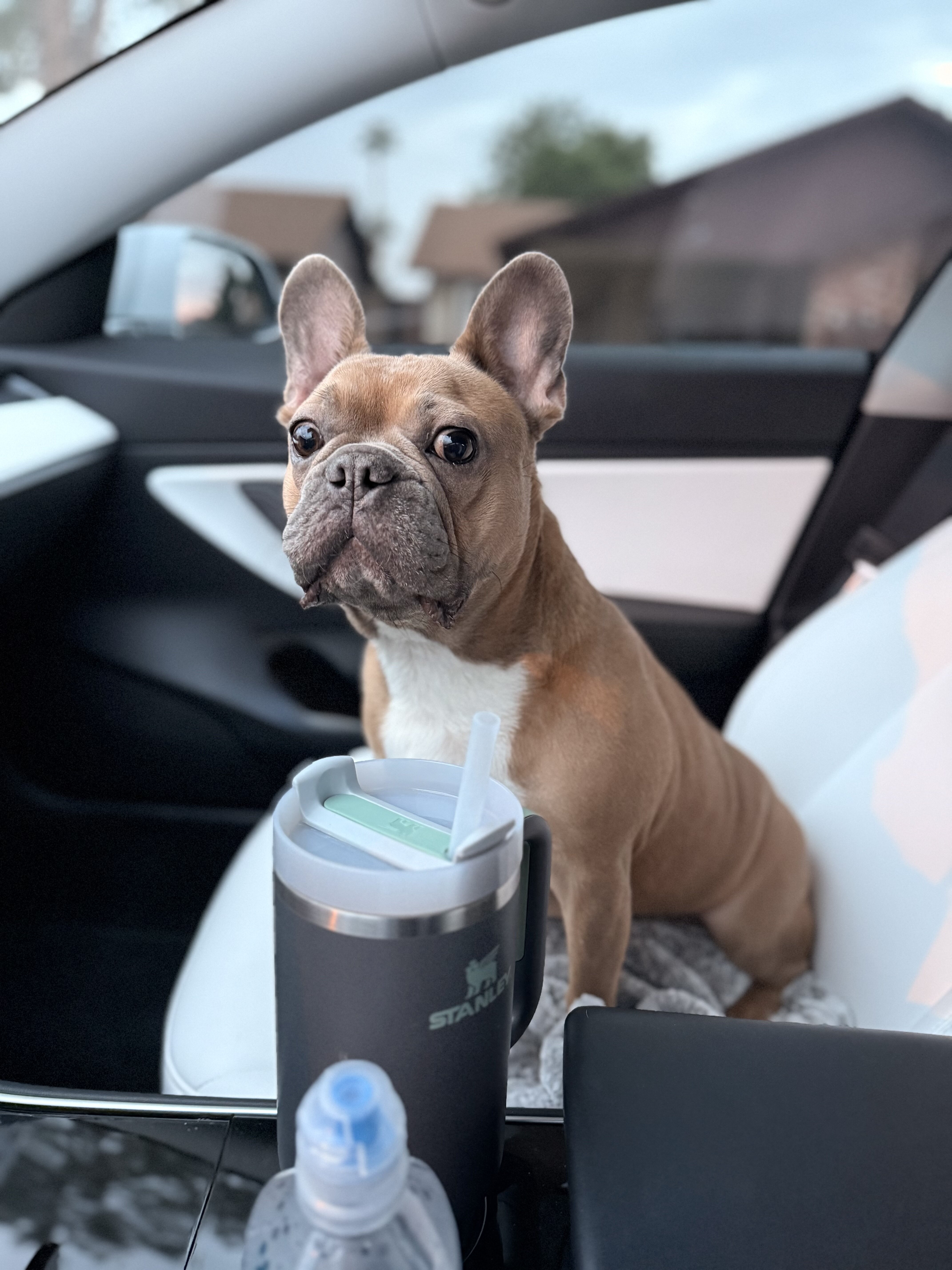 Hank, the French Bulldog image 1