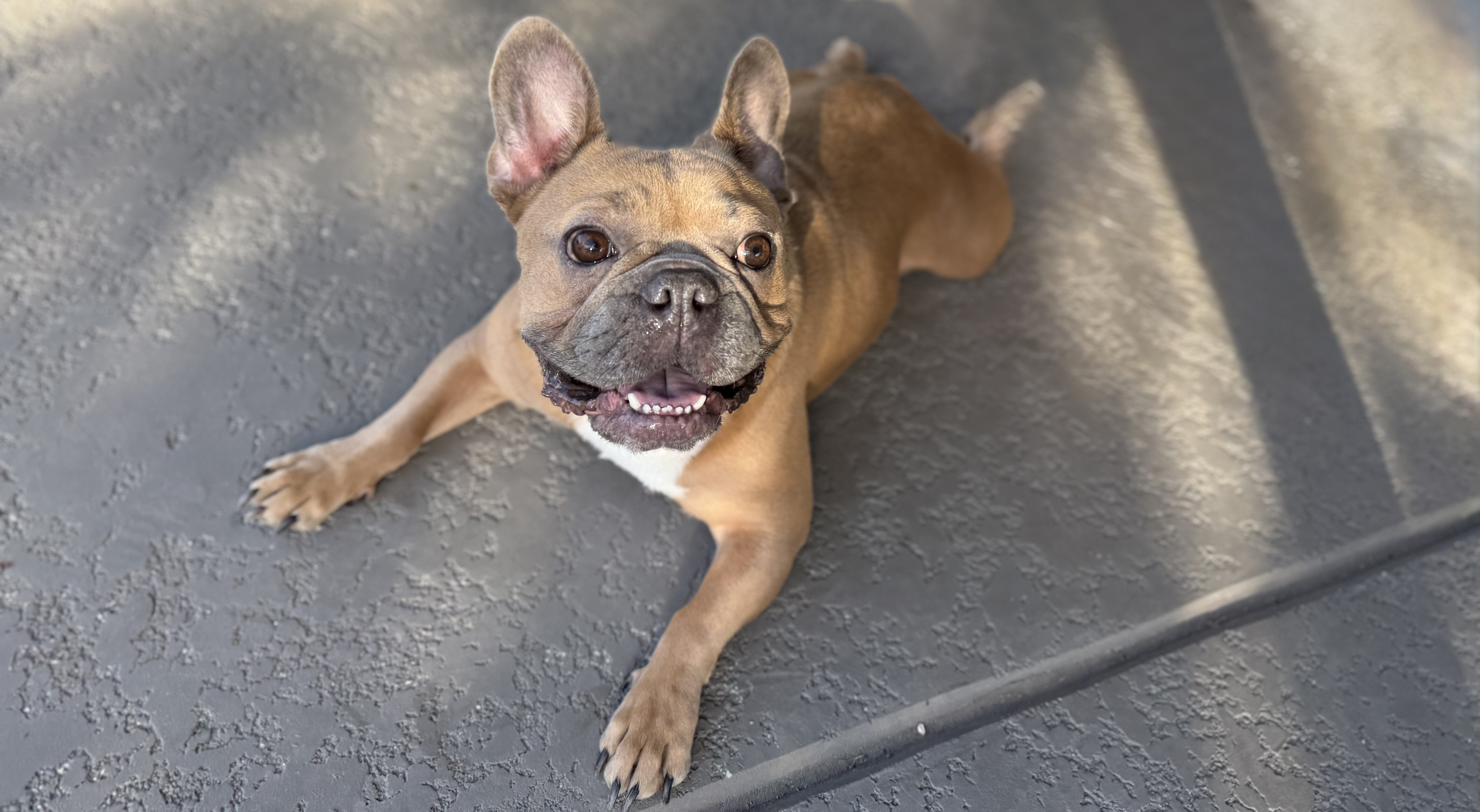 Hank, the French Bulldog image 2