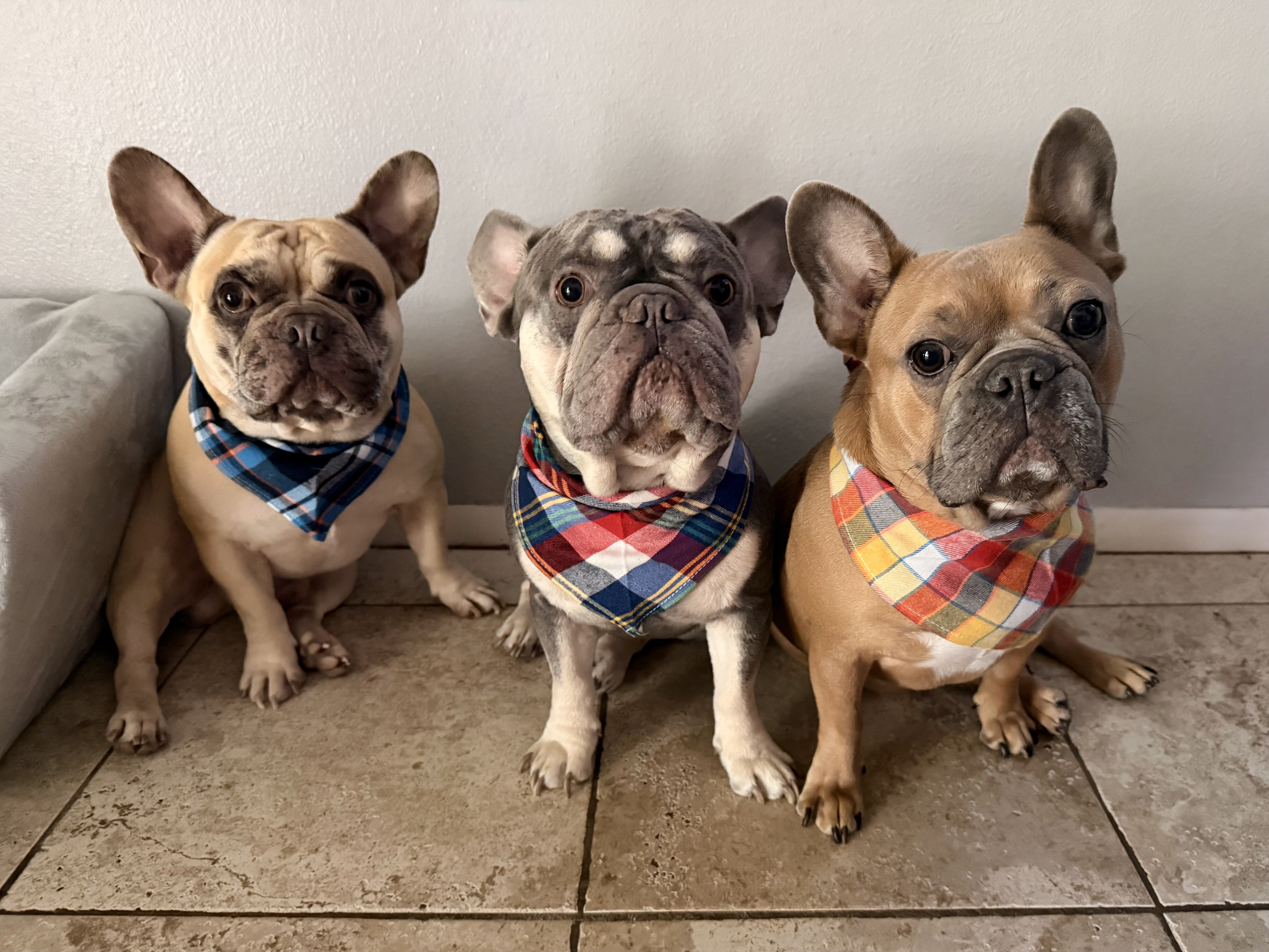 Hank, the French Bulldog image 3