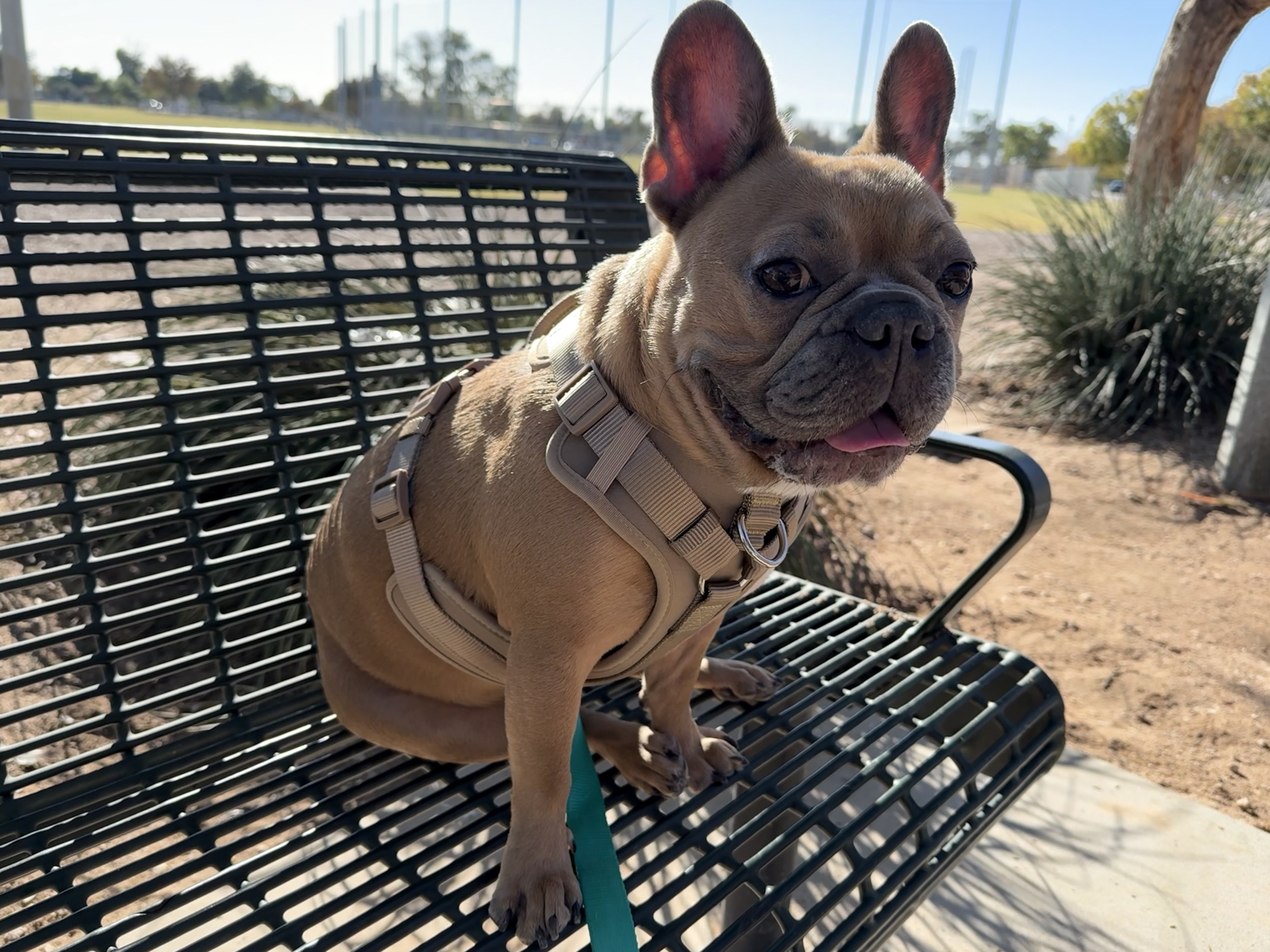 Hank, the French Bulldog image 4