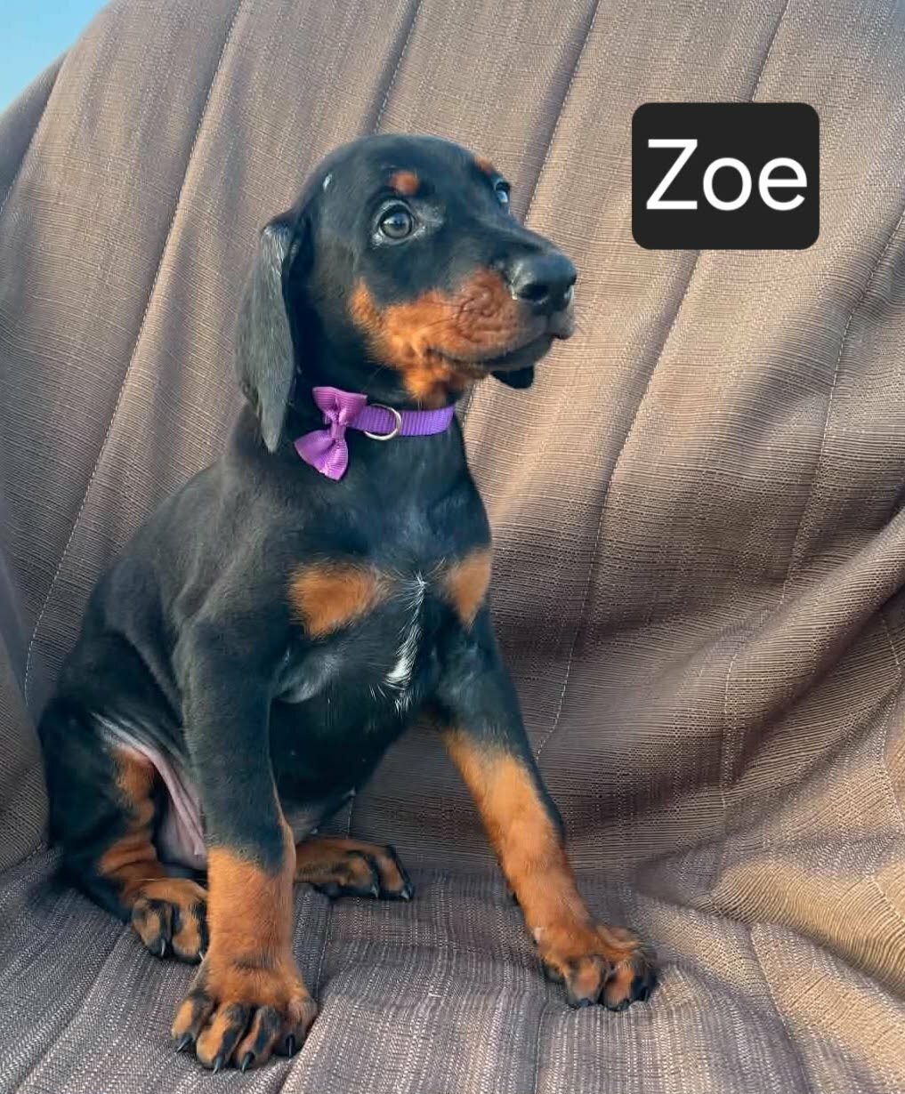 WEEKEND SPECIAL $500 OFF! "Zoe" image 5