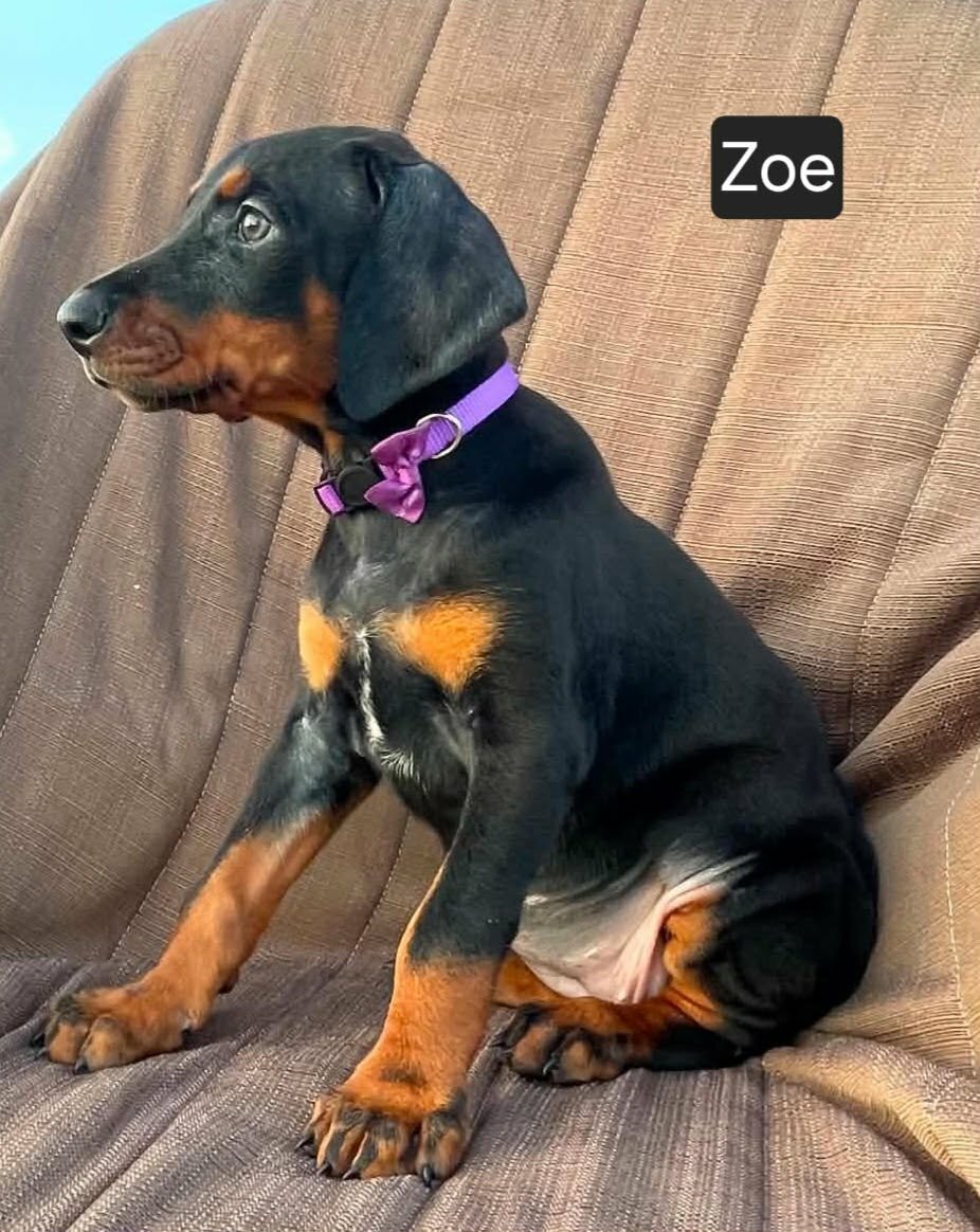 WEEKEND SPECIAL $500 OFF! "Zoe" image 6