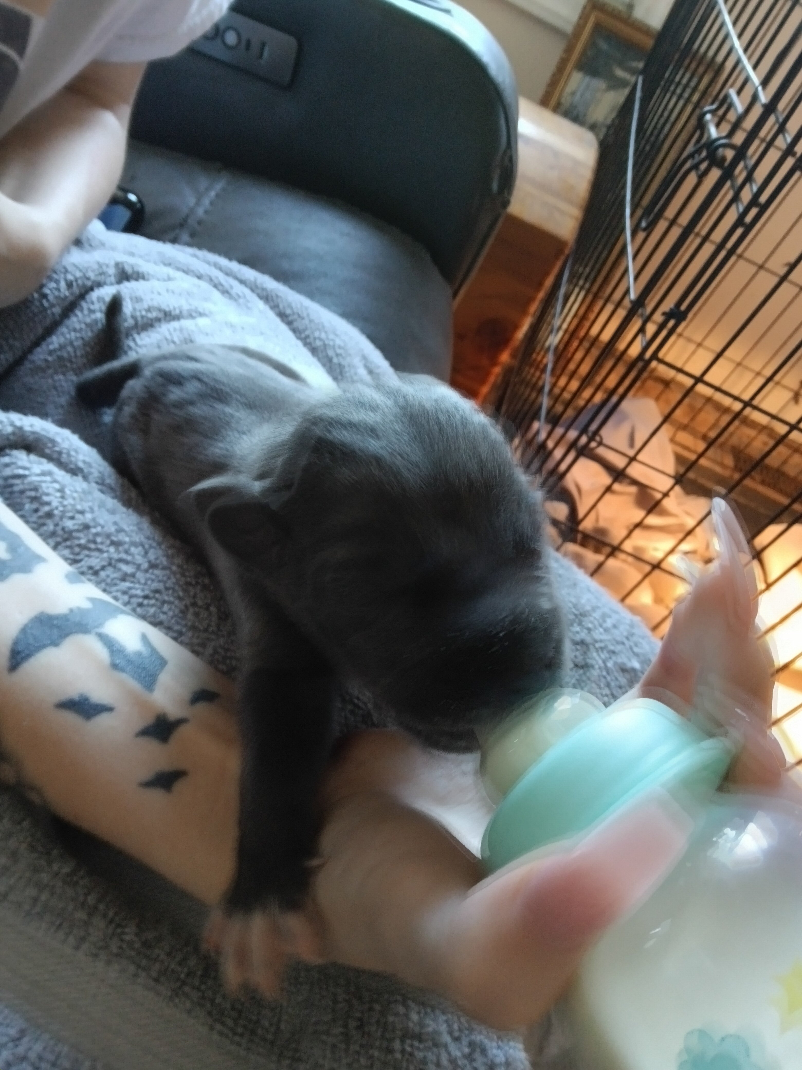 Great Dane puppies image 5