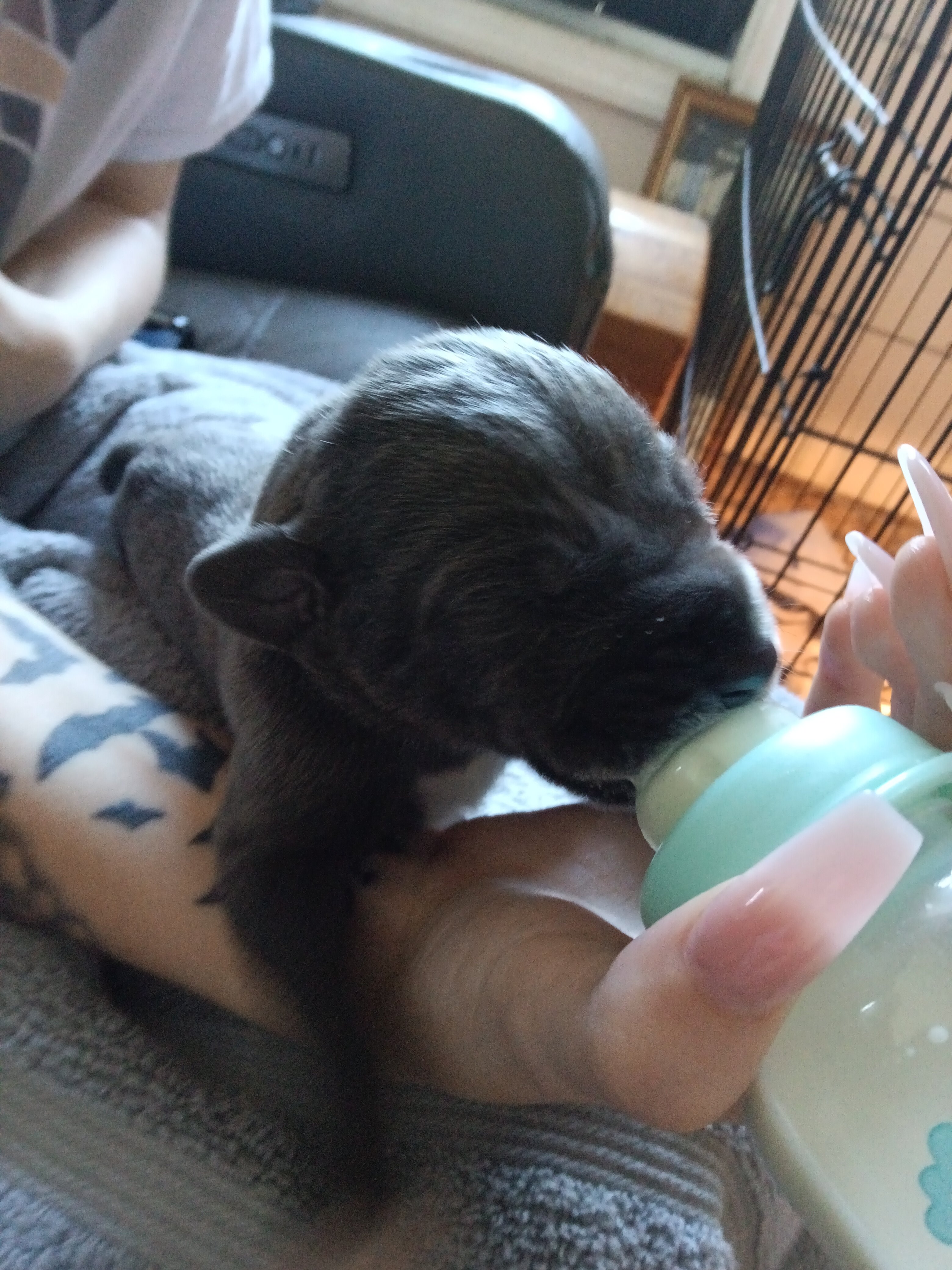 Great Dane puppies image 4