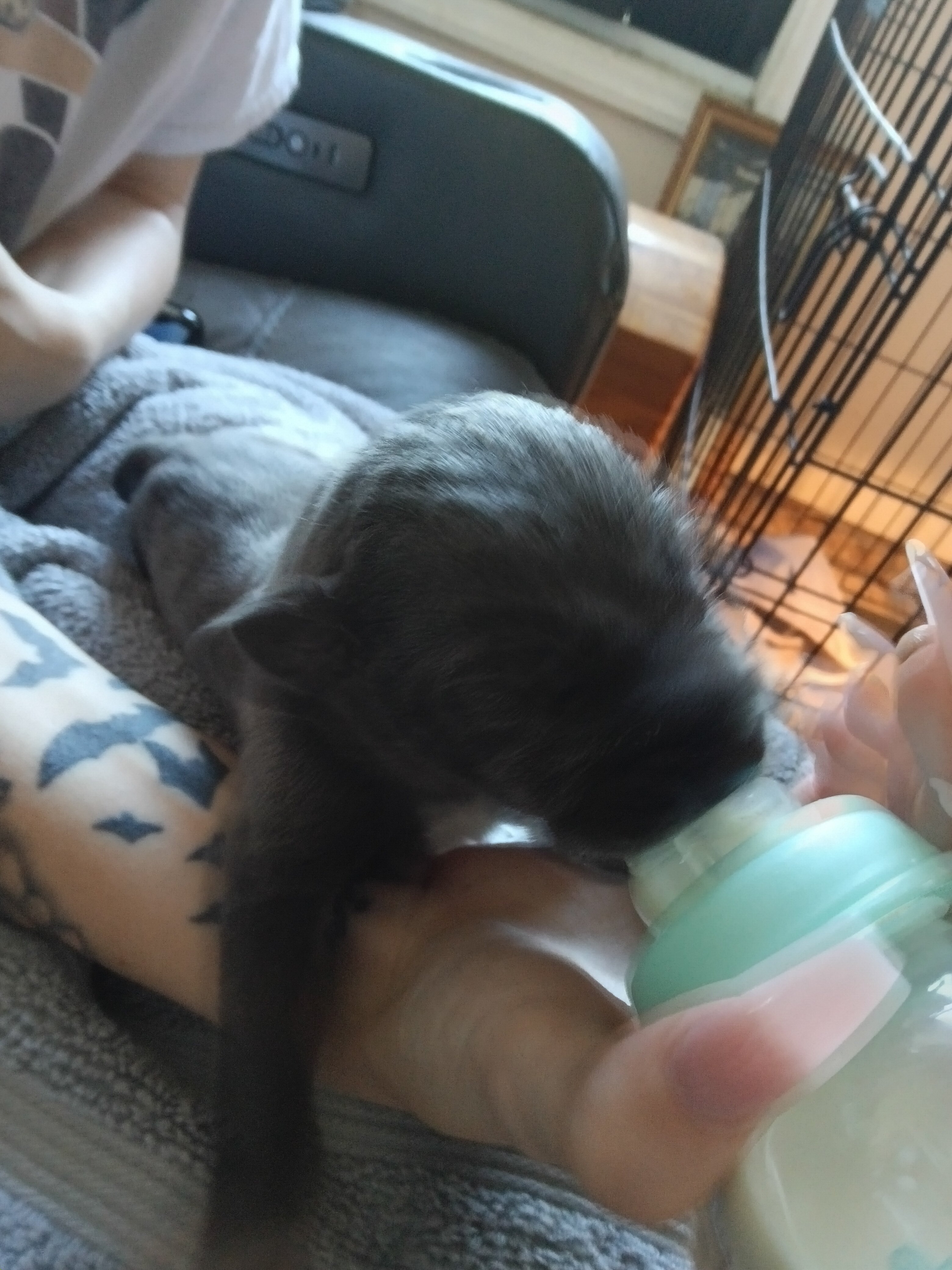 Great Dane puppies image 3
