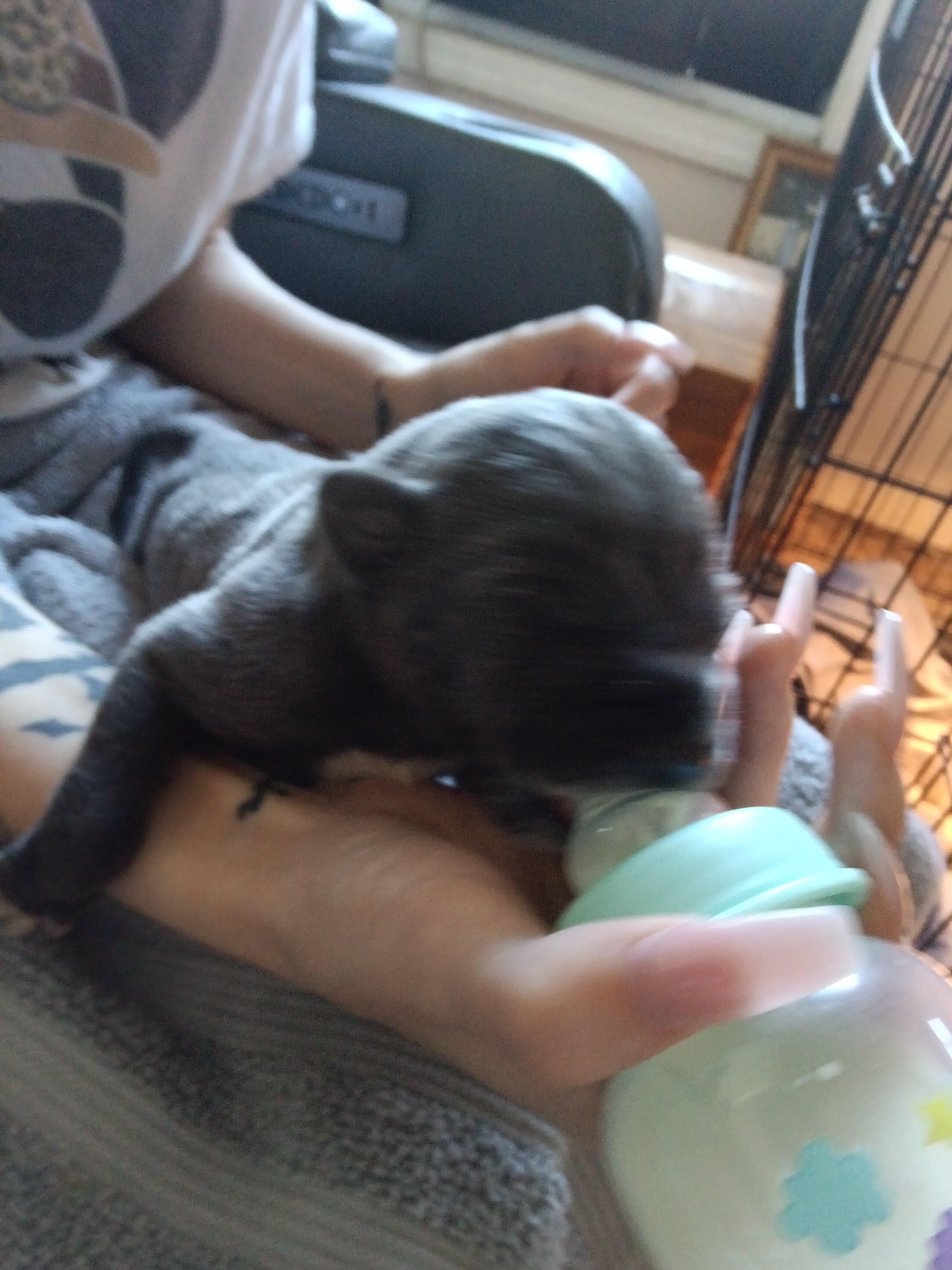 Great Dane puppies image 2