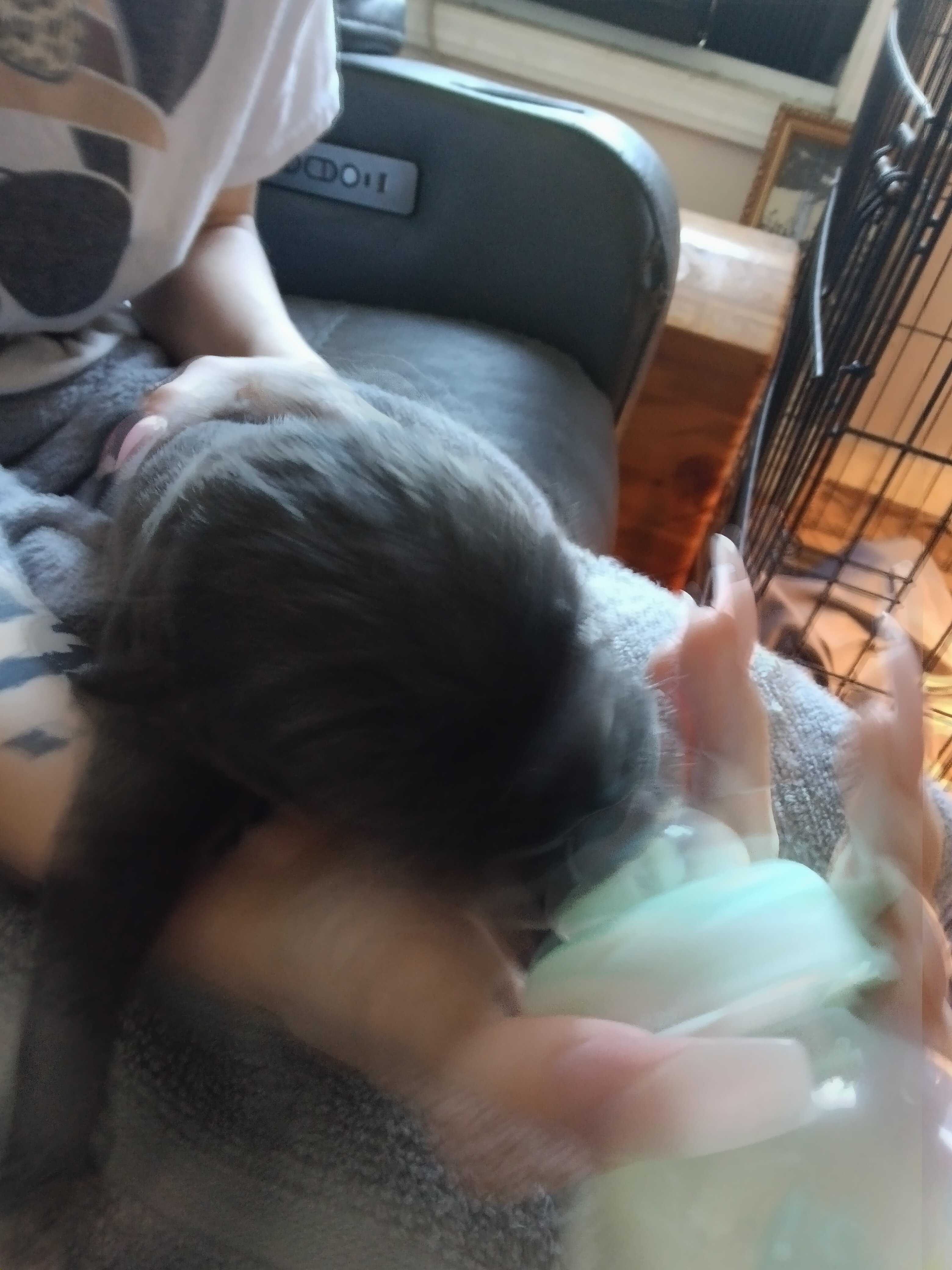 Great Dane puppies image 1