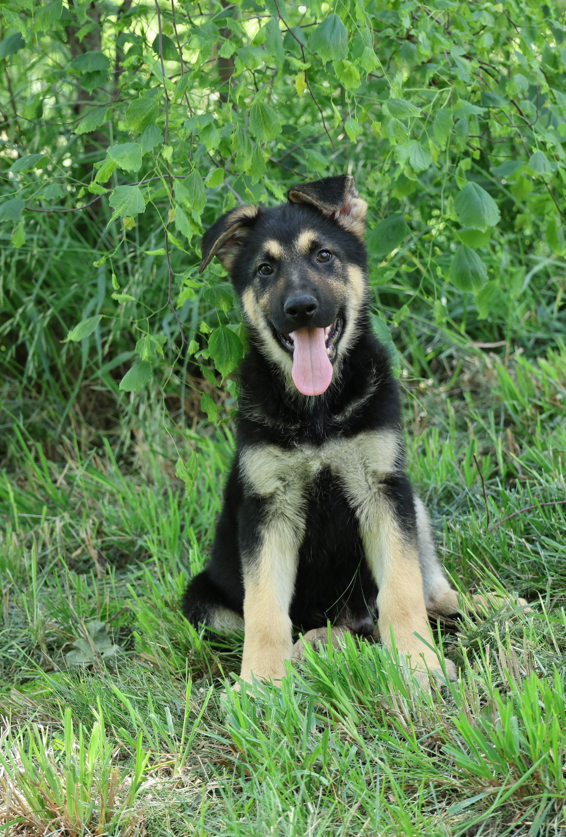Large Old Fashioned Straight Back German Shepherds image 5