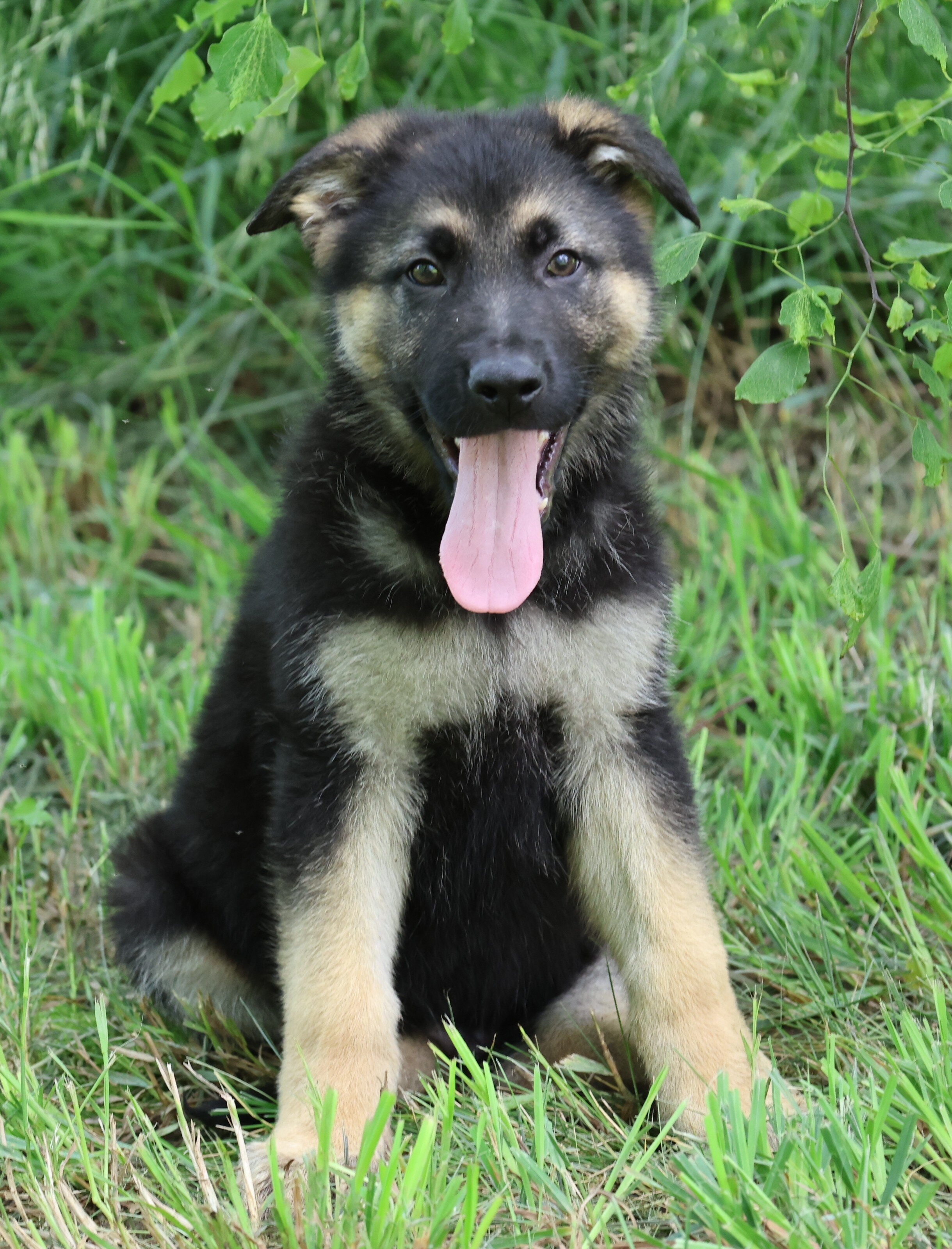 Large Old Fashioned Straight Back German Shepherds image 4