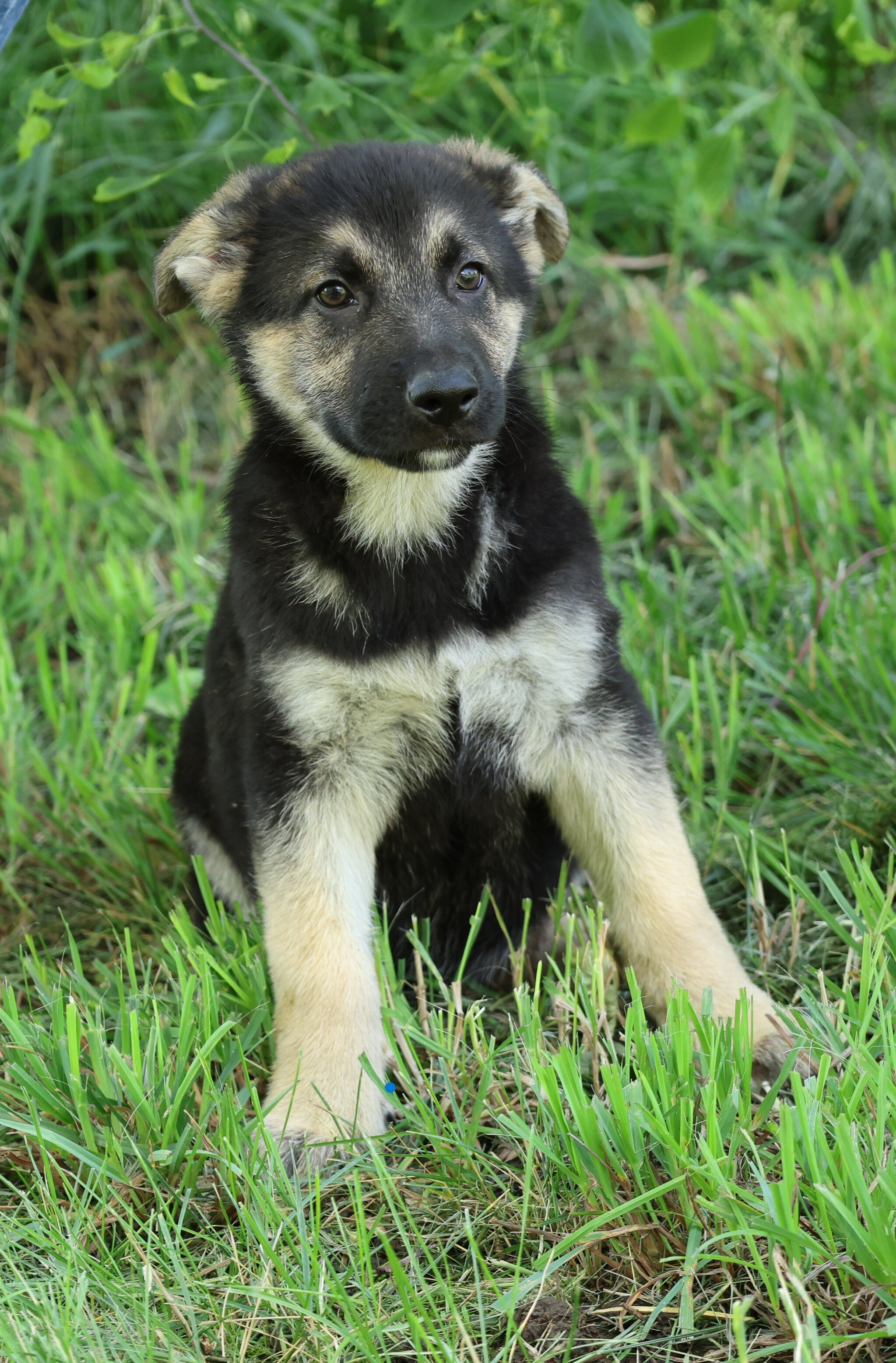 Large Old Fashioned Straight Back German Shepherds image 1