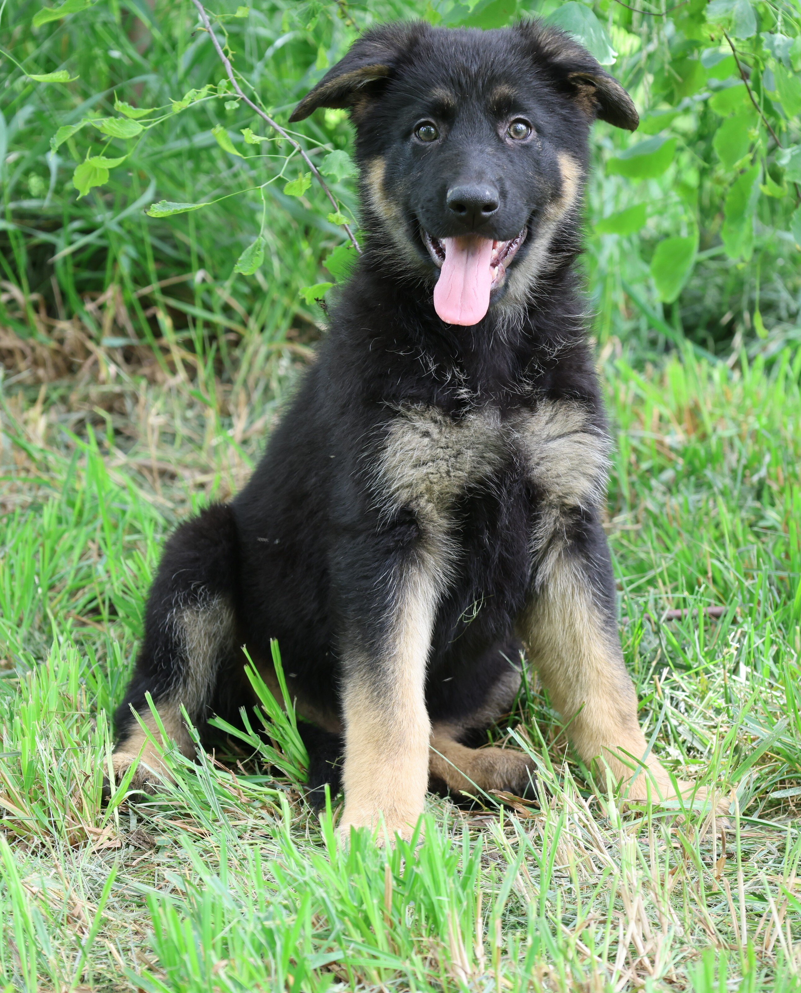 Large Old Fashioned Straight Back German Shepherds image 2
