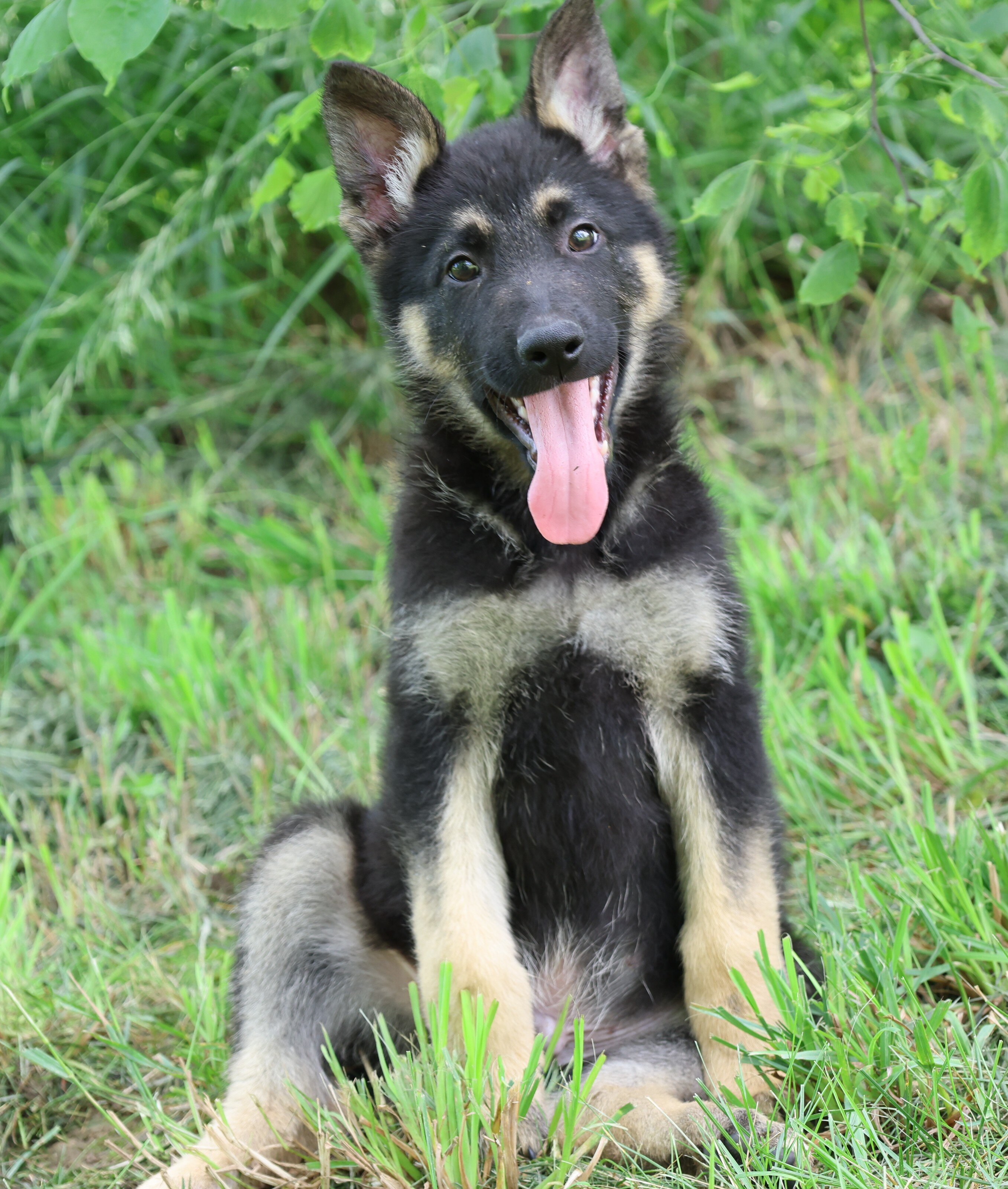 Large Old Fashioned Straight Back German Shepherds image 3