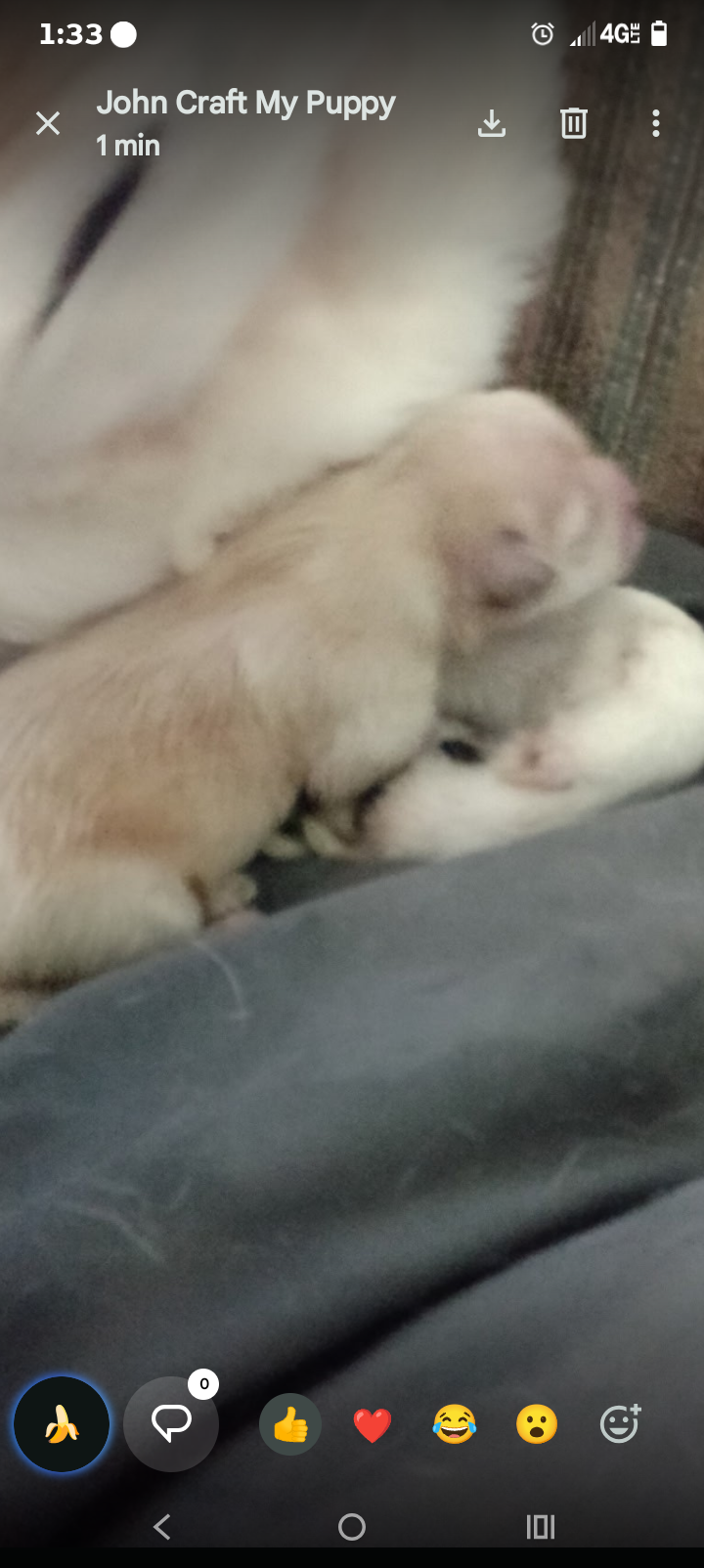 Chihuahua Puppies image 7