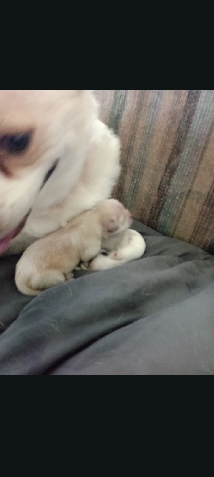 Chihuahua Puppies image 6