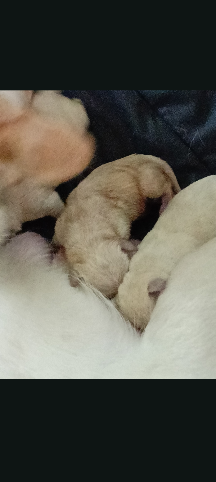 Chihuahua Puppies image 5