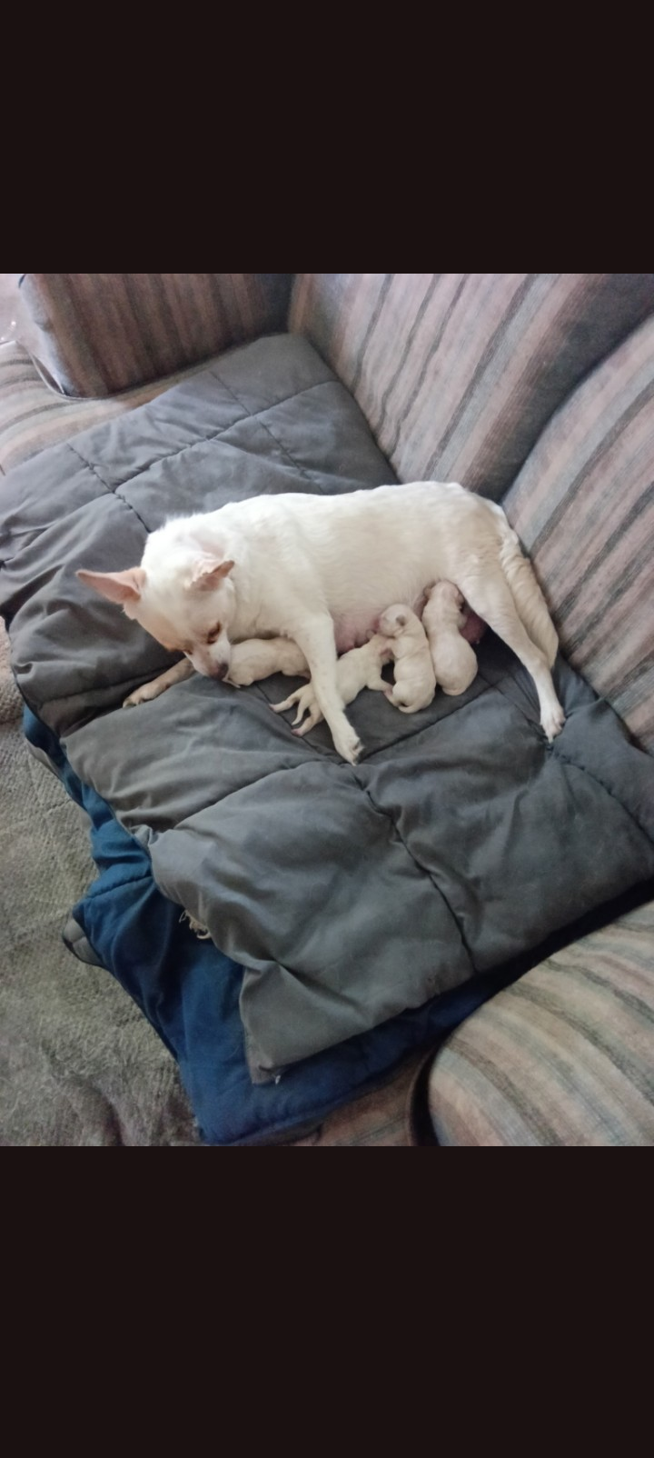 Chihuahua Puppies image 1