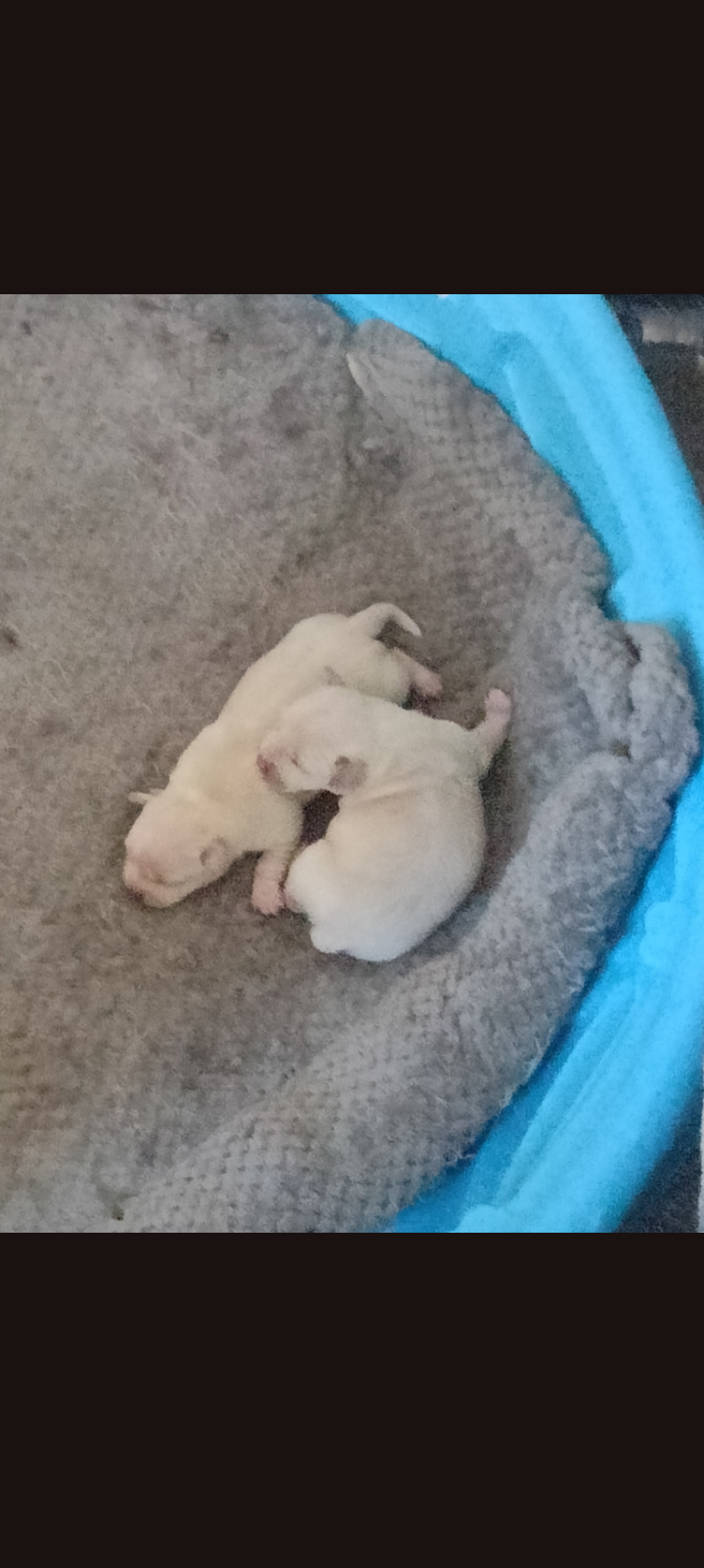 Chihuahua Puppies image 4