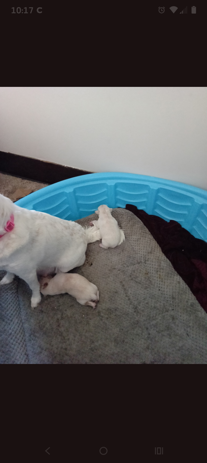 Chihuahua Puppies image 3