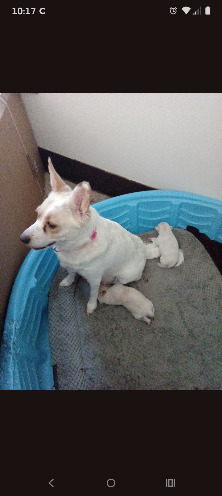 Chihuahua Puppies image 2