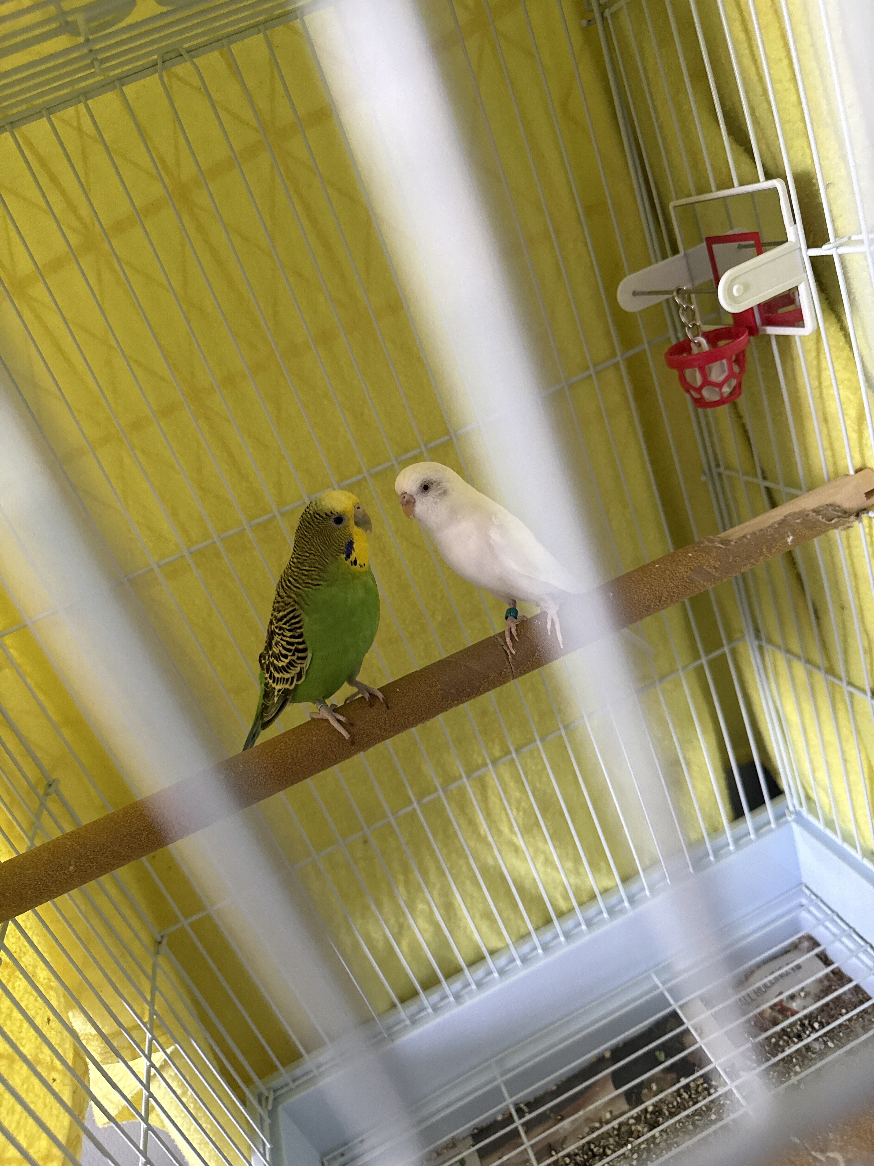 2 parakeets image 1