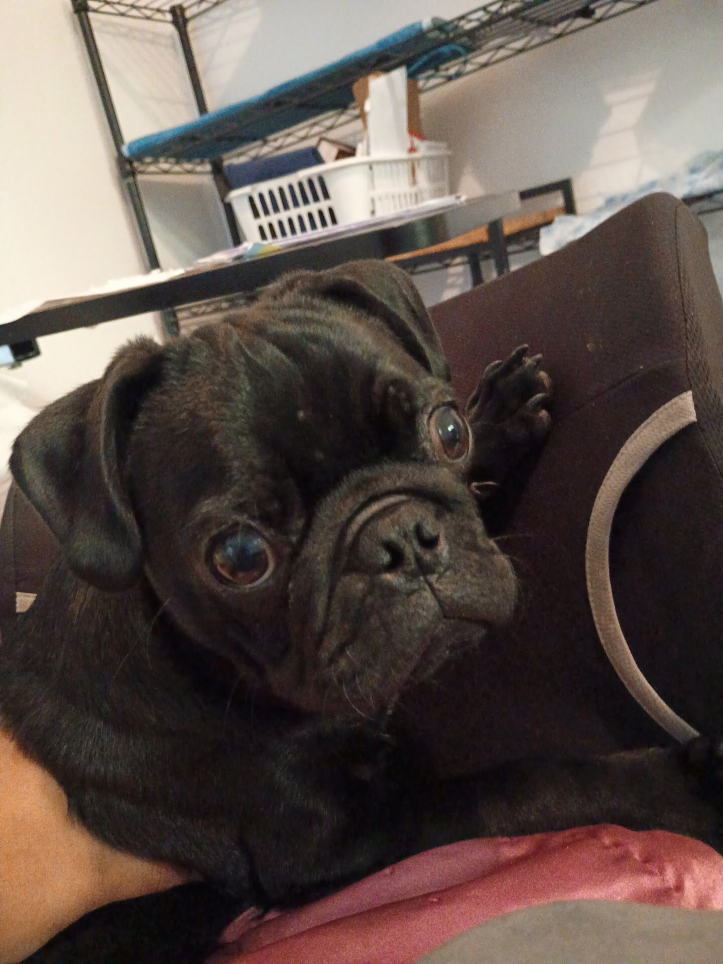 Black pug puppy image 1