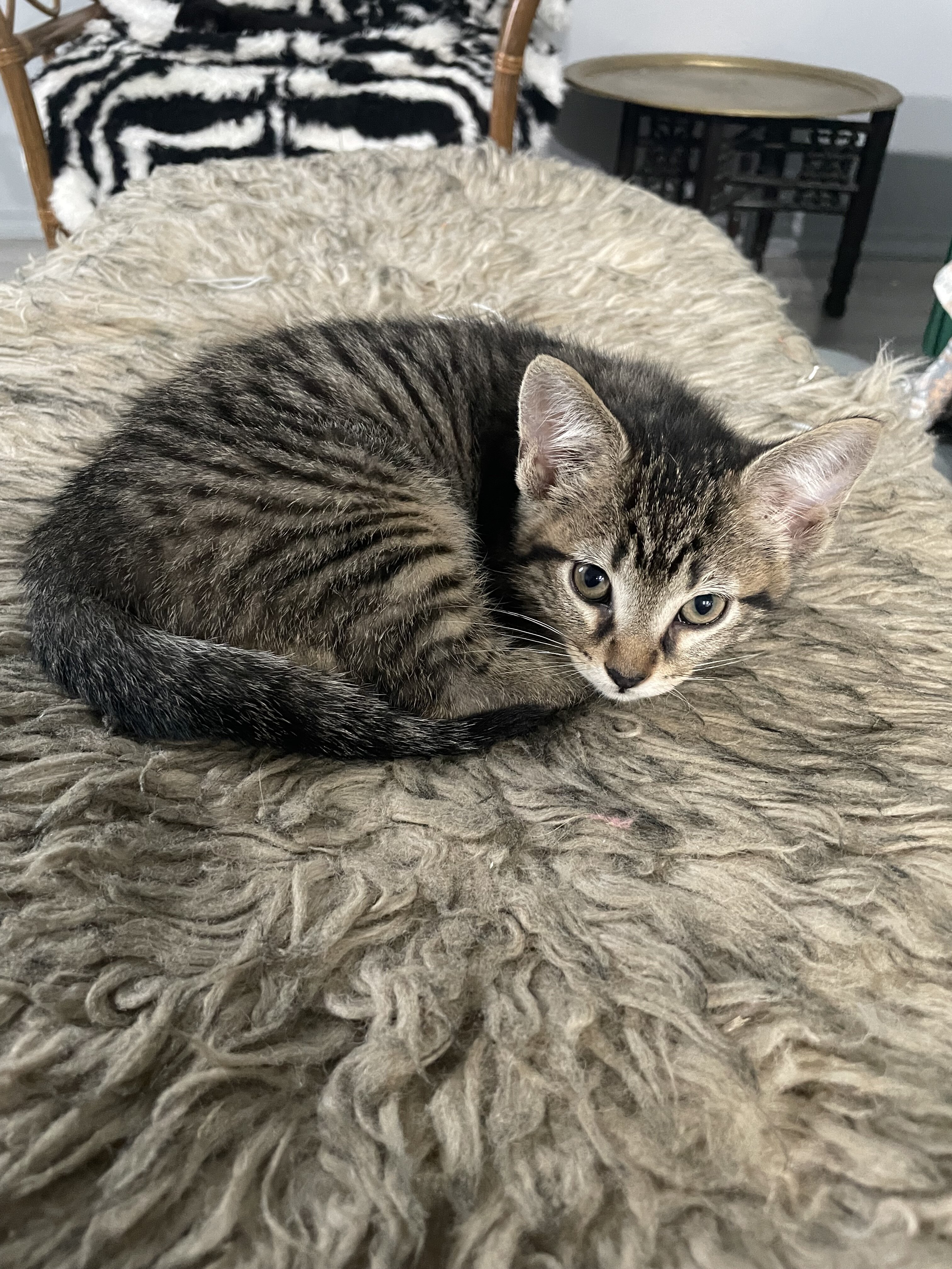 Kittens image 5