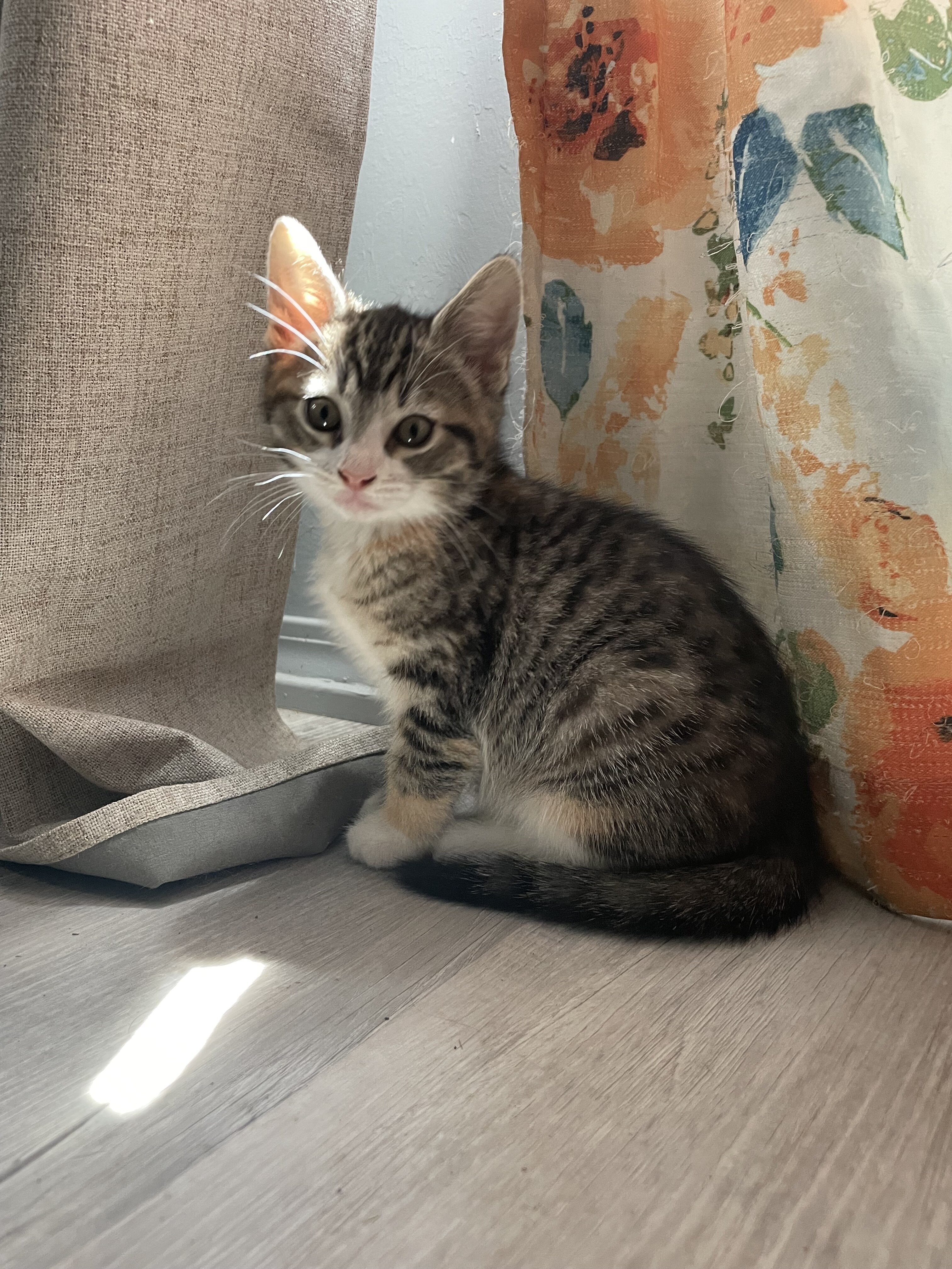 Kittens image 4