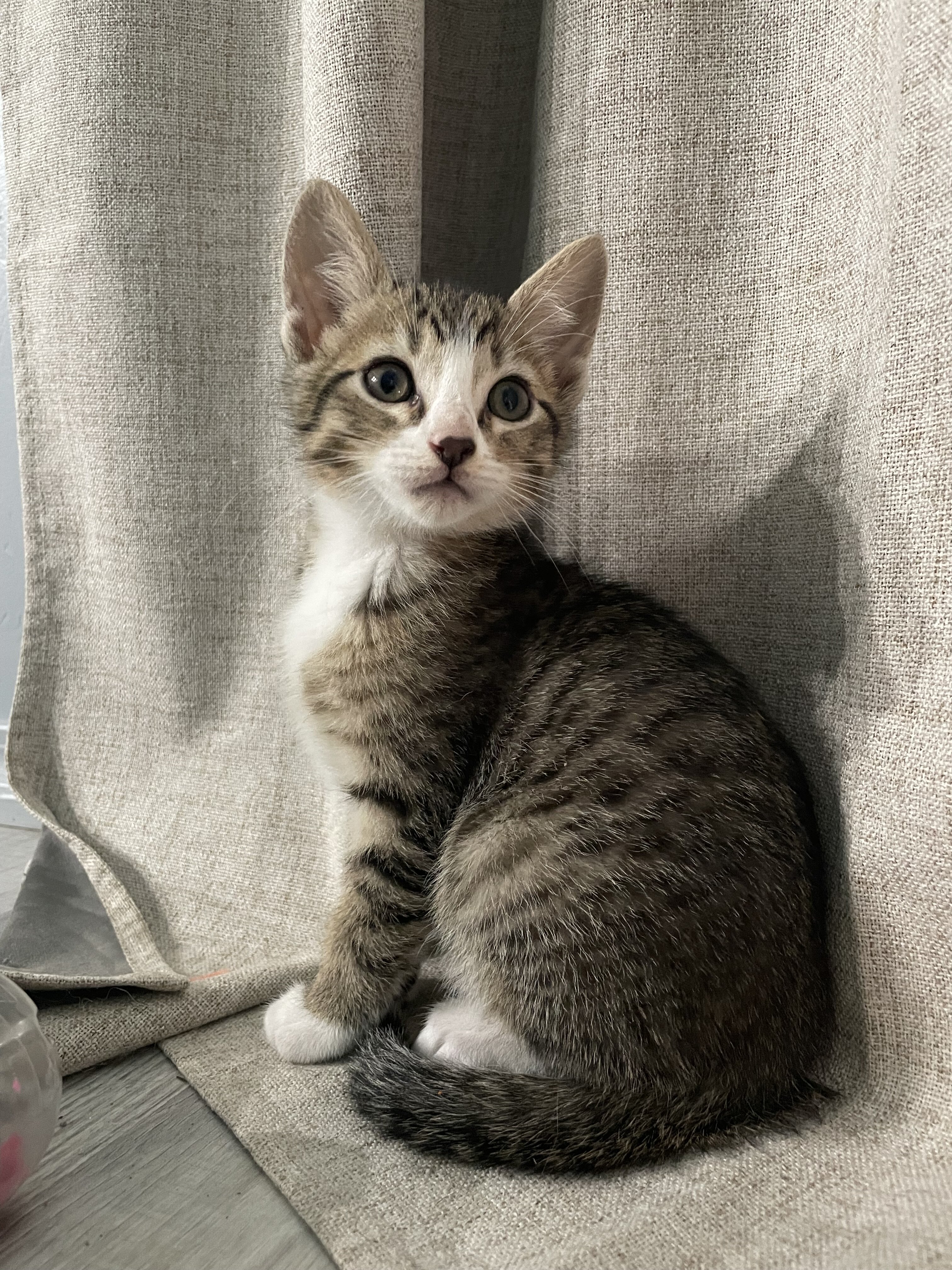 Kittens image 3